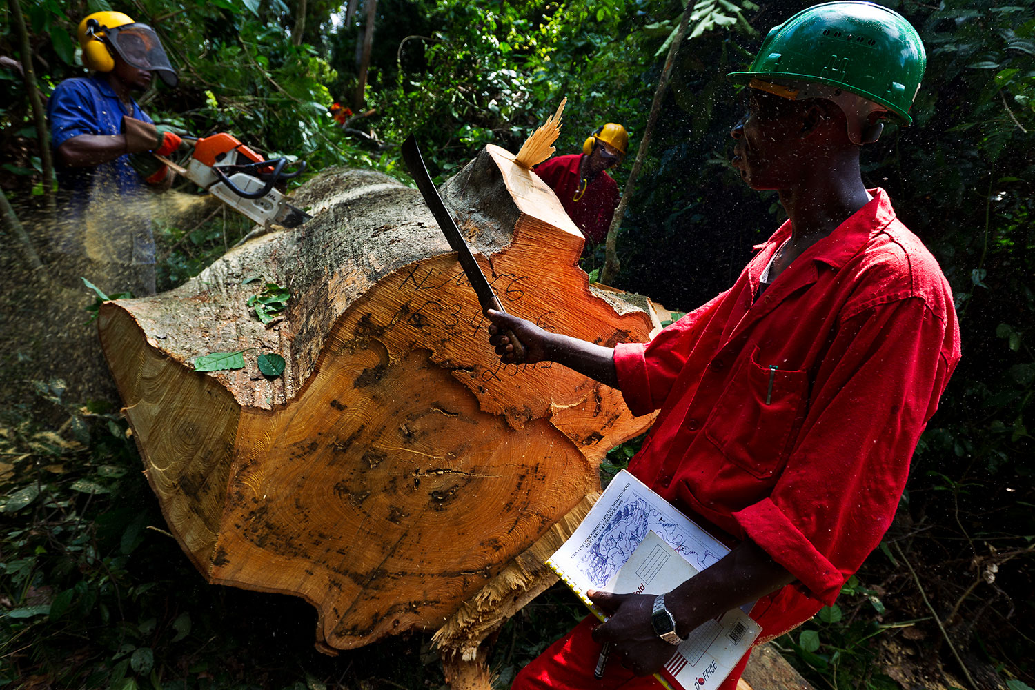 Loggers work in the natural forest around the logging concession in the Kika region of Cameroon on June 6, 2010.