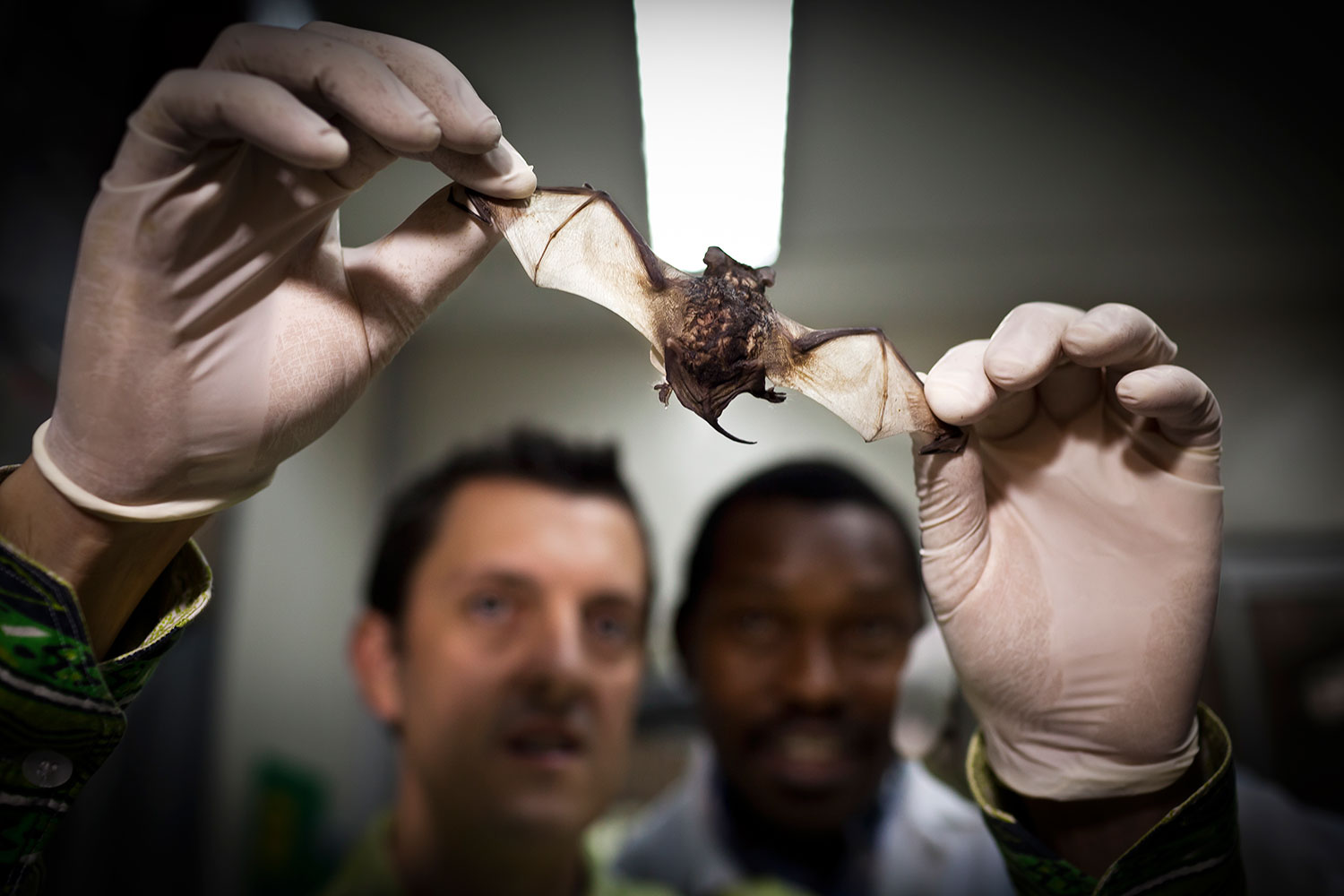 Mat Lebreton and Cyrille Djoko examine a bat as part of their search for dangerous animal pathogens in the Global Viral Forecasting Initiative Lab in Yaounde, Cameroon on July 28, 2011.