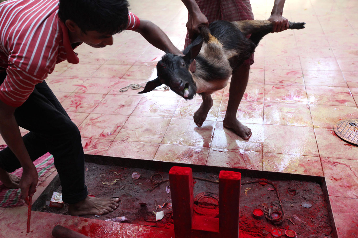 The Blood of Bird and Beast: The Persistence of Animal Sacrifice | Time