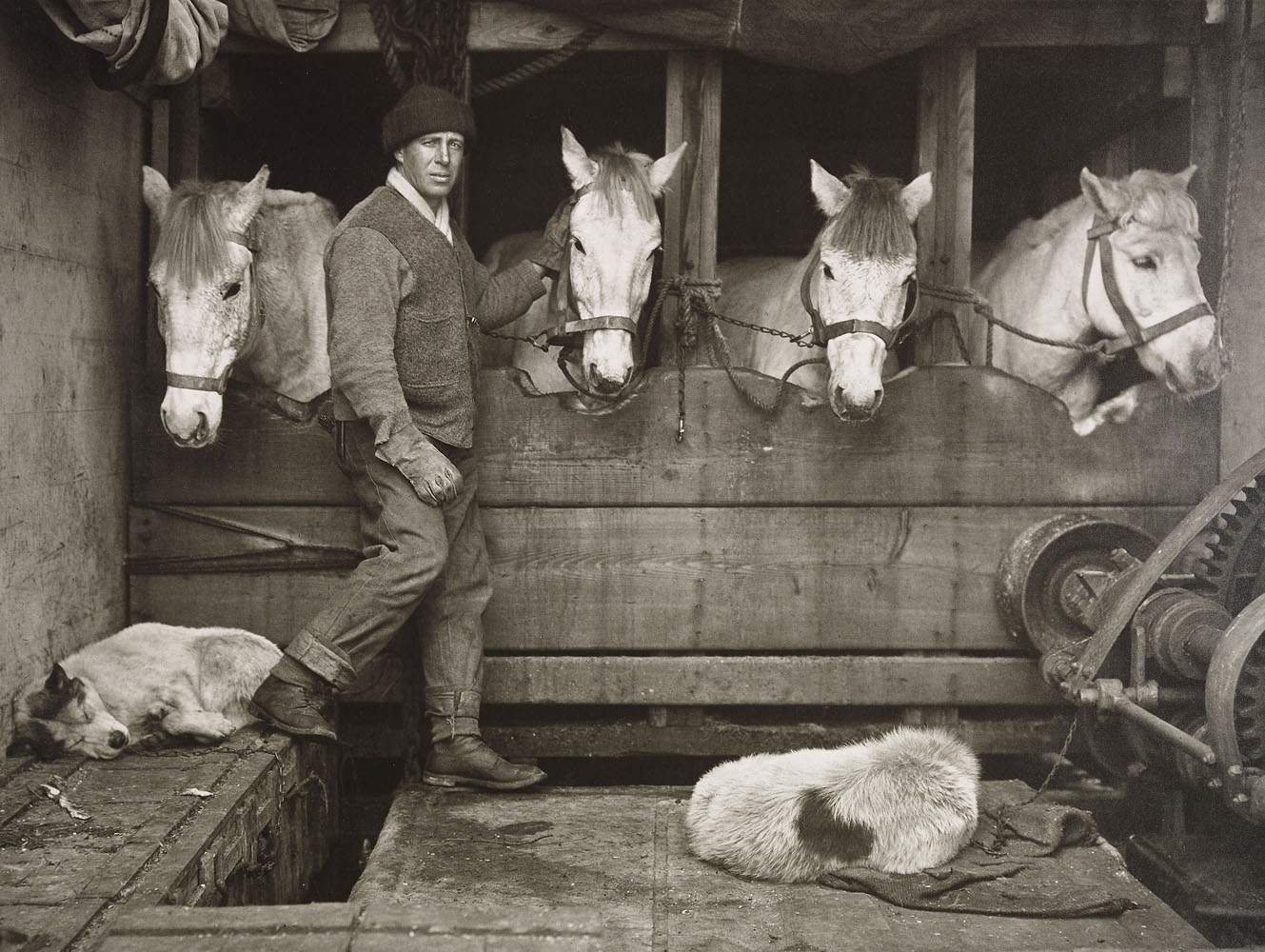 Captain Lawrence Oates and Siberian ponies on board Terra Nova.The ponies hauled the supplies during the early stages of the expedition, but they were ill suited for the extreme Antarctic conditions in 1910.