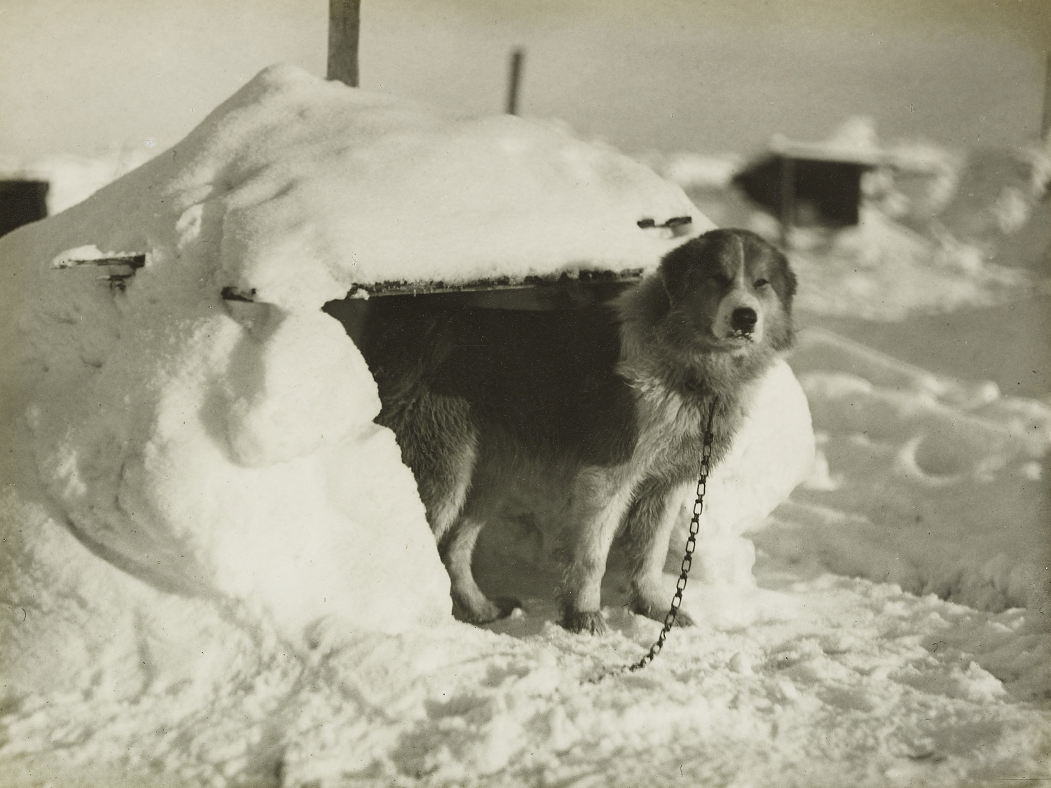 Samson, one of the sledge dogs, at the entrance to his dogloo in February 1915.