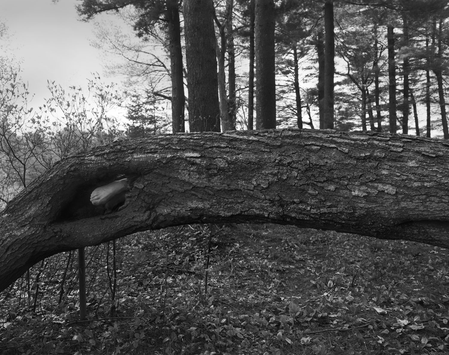 Dead Wood, Fosters Pond, 2009
