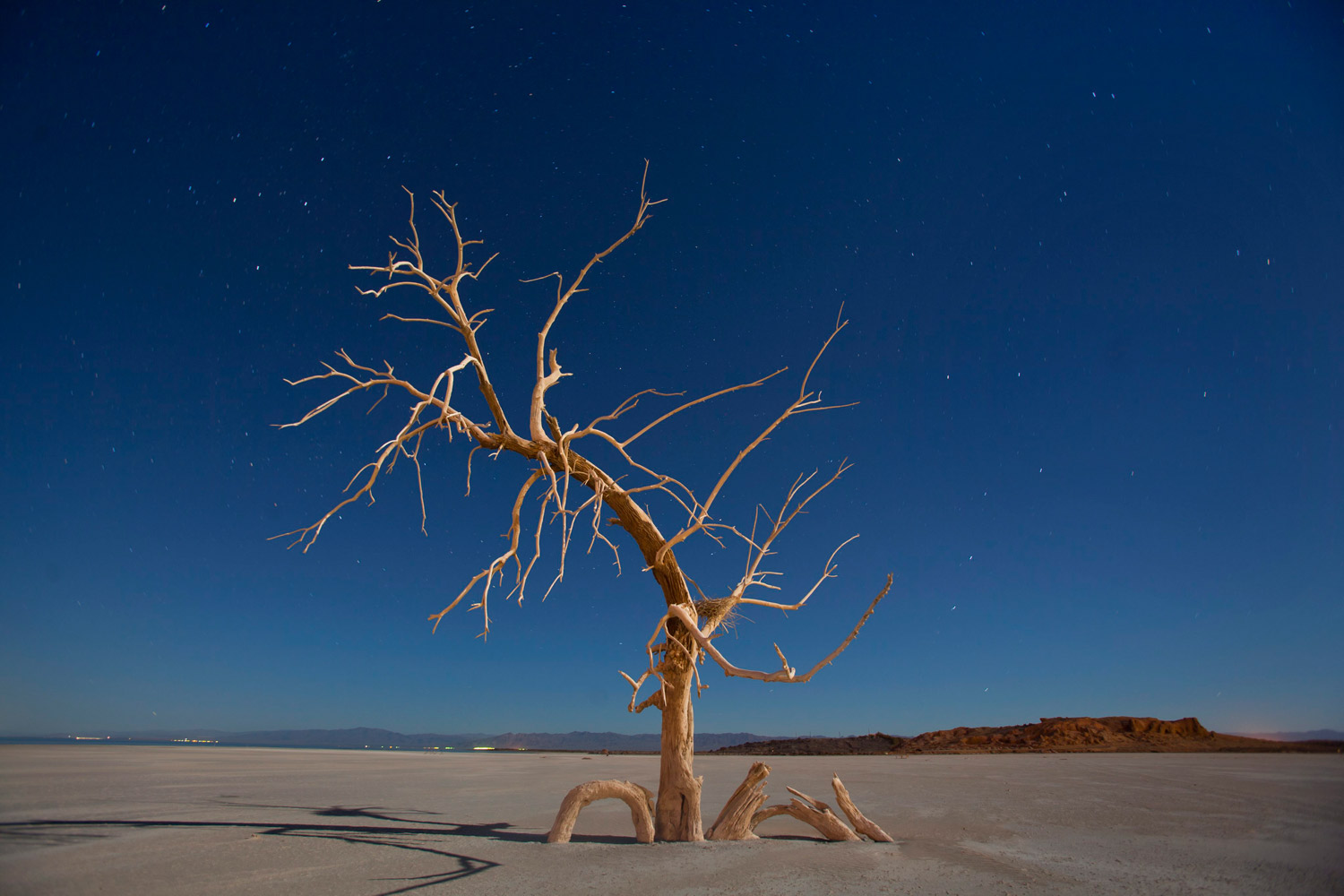 A dead oak tree glows under a full moon in a salt pan on the southern end of the Salton Sea near Niland, Calif., on Jan. 20 2011. Erosion and high toxicity levels from farm runoff have left the Salton Sea increasingly contaminated and lakeside towns all but deserted.