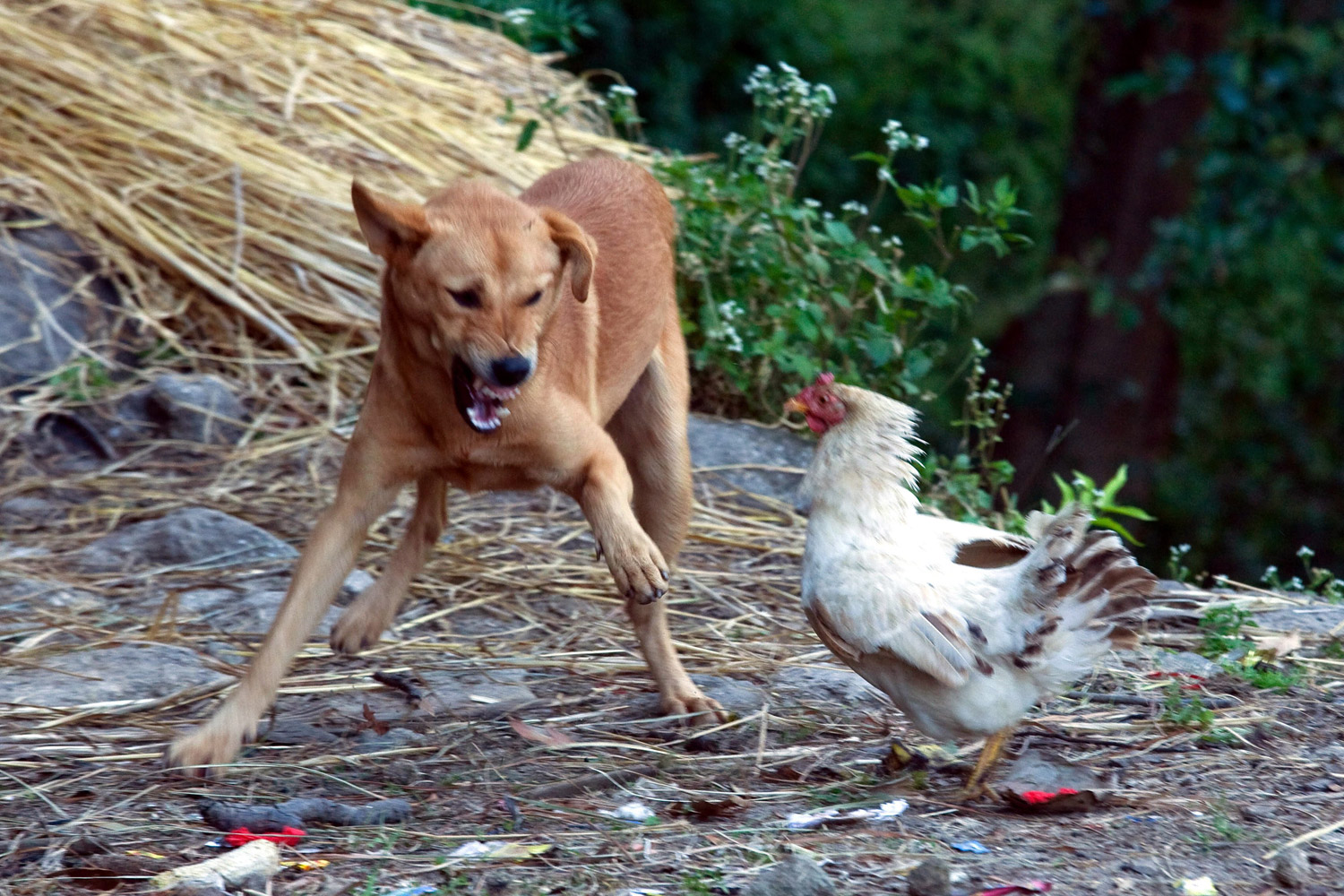 October 2011. A hen challenges a stray dog as it comes near to her sick poult before finally attacking the dog in defense of her offspring at Sundarijal village, some 13 Kilometer from capital Kathmandu, Nepal. The hen had four plouts the week before, but three died for unknown reason. She is now acting extremely protective to the poult left, her owner, farmer Sankar Shrestha said.