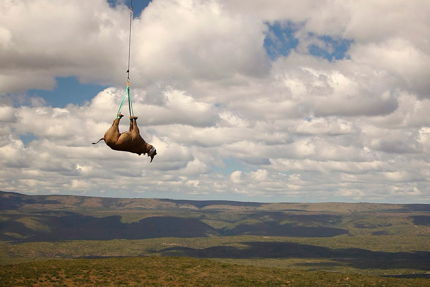 November 8, 2011. A sedated black rhino is carried by military helicopter away from a poaching area in the hills of the Eastern Cape in South Africa to a new home 15 miles away. The World Wildlife Fund organized the move of 1,000 rhinos, which are under threat from poachers across Africa because of the market value of their horns.