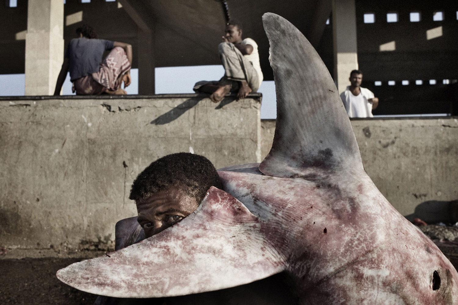 Yuri Kozyrev. From  Yemen: The Most Dangerous Domino.  March 14, 2011 issue.
                              
                              A man carries a shark in a fish market in Aden, Yemen.