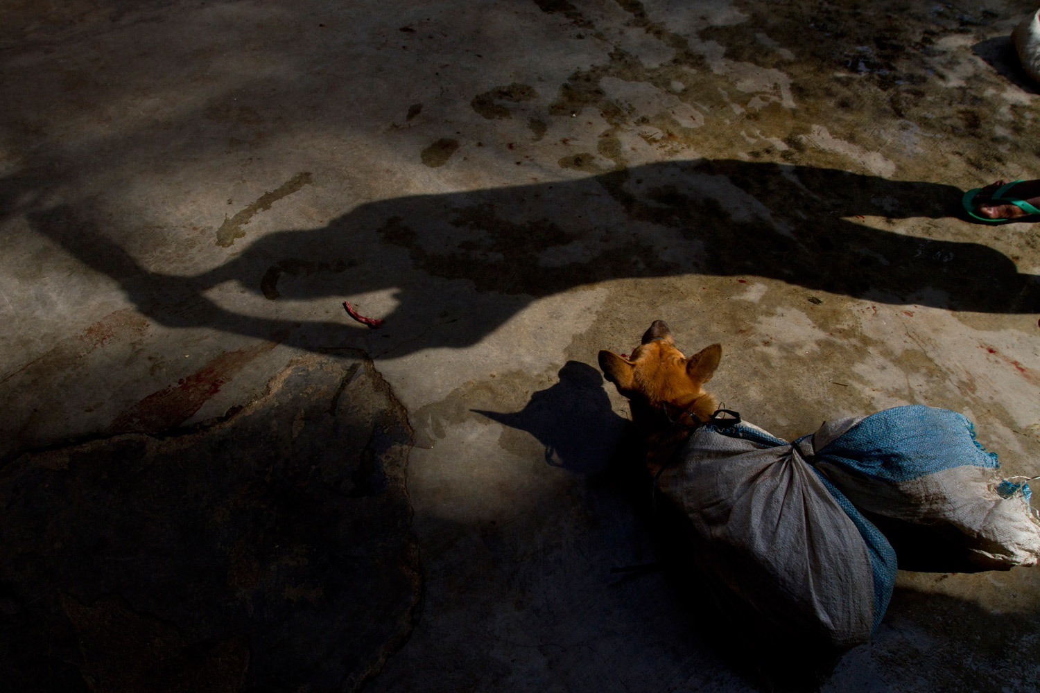 May 29, 2011. The shadow of a worker using a stick to club a dog before slaughter is seen, at Bambanglipuro village in Bantul, near the Indonesian city of Yogyakarta. The Suwardi family has been running a dog slaughter business since 1985, and up to 30 dogs are killed everyday for their meat, which consumers believe can cure skin diseases and boost vitality.