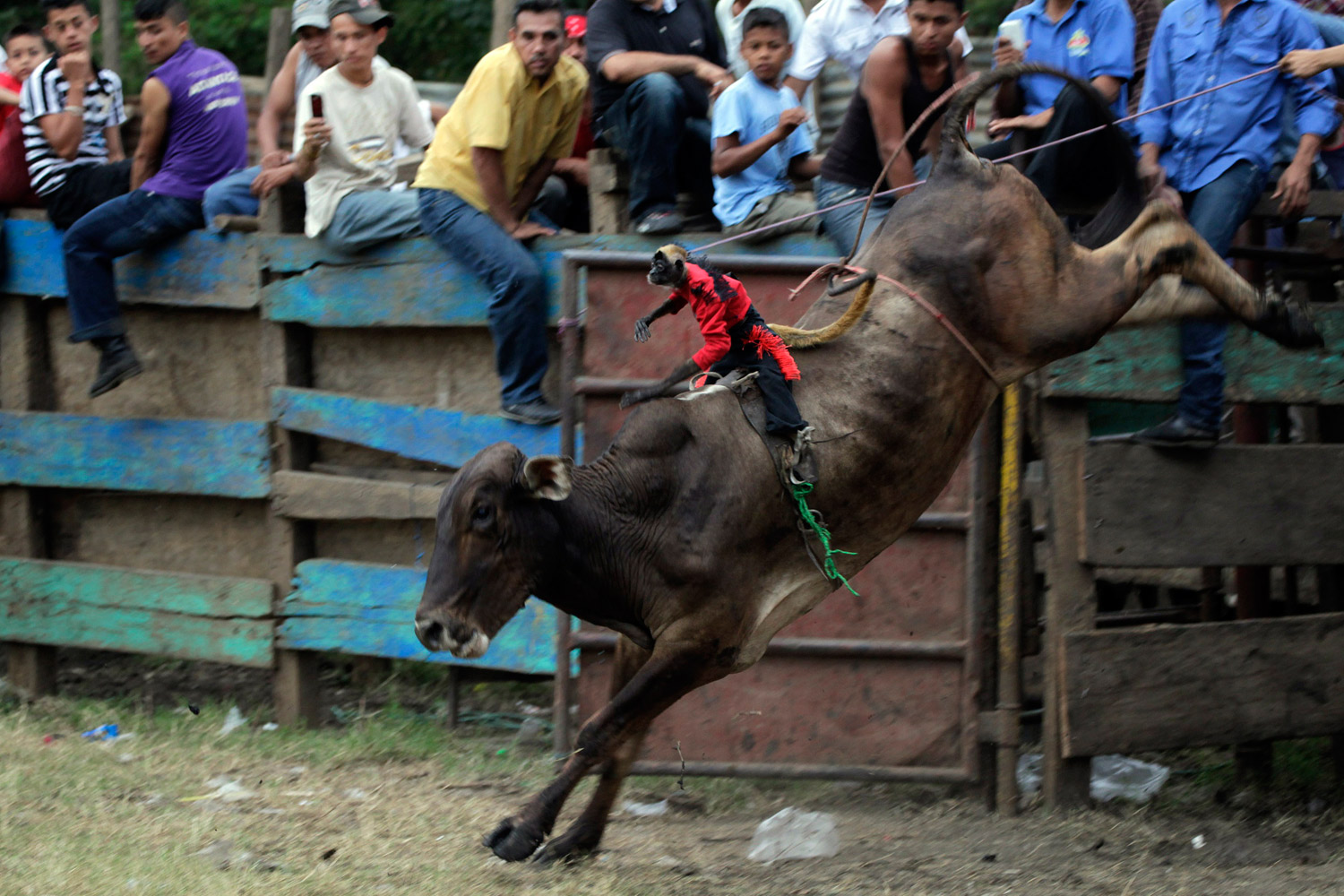 A monkey rides on the back of a bull during a bullfighting event at the festival of El Senor de Esquipulas at Tipitapa, some 16 miles (26 km) north of Managua, on Jan. 16, 2011.