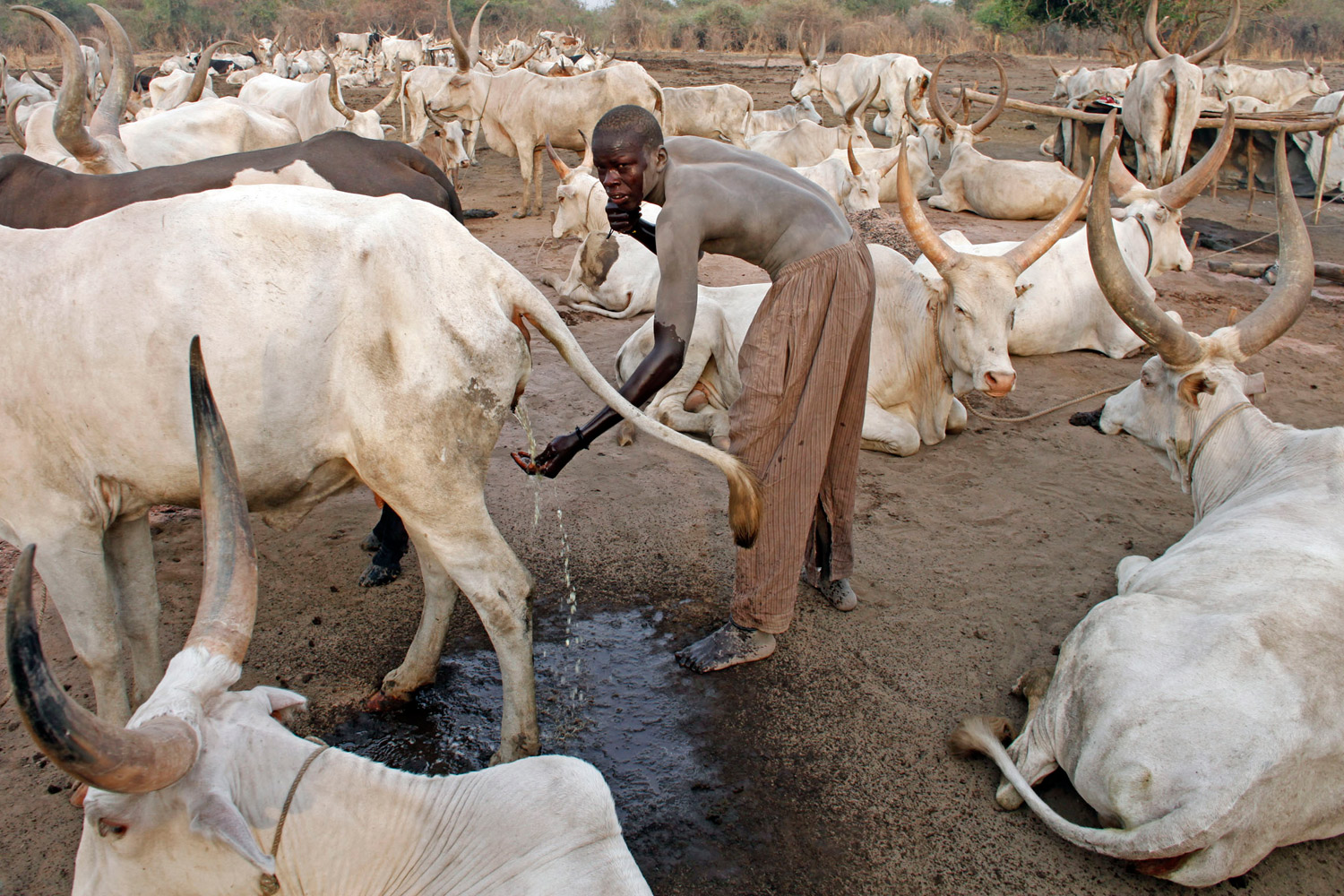 A man from the cattle-herding Mundari tribe washes himself with cow urine in a settlement near Terekeka, Central Equatoria state, Sudan, on Jan. 19, 2011. South Sudanese voted overwhelmingly to declare independence from the north in a January referendum.