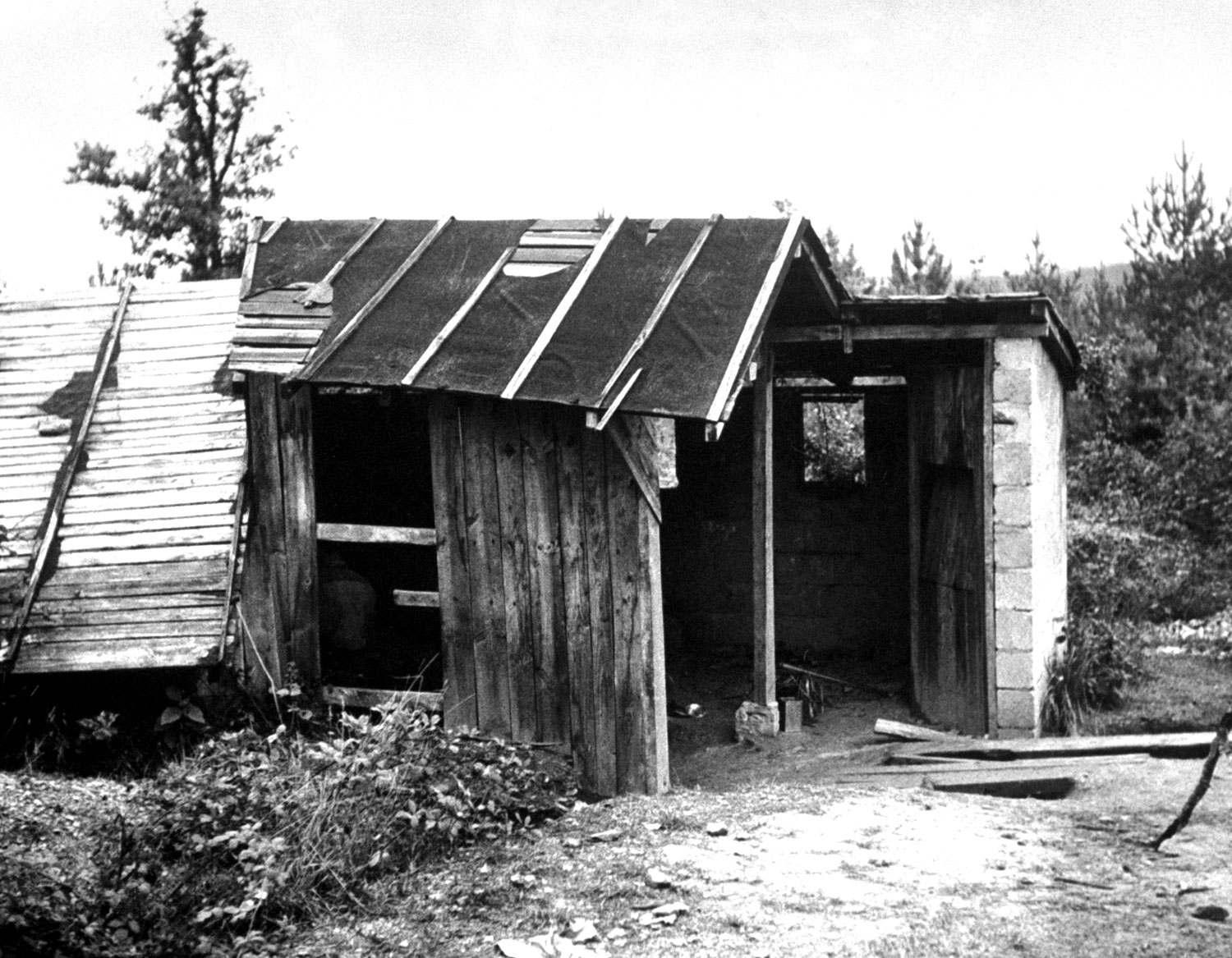 The ramshackle shed that covered the entrance to the Lascaux caves in 1947 attests to the site's remoteness; the lack of general interest the cave might have incited during the chaotic and uncertain war years; and the rough, dirty job Morse and his crew faced even before they started shooting underground.