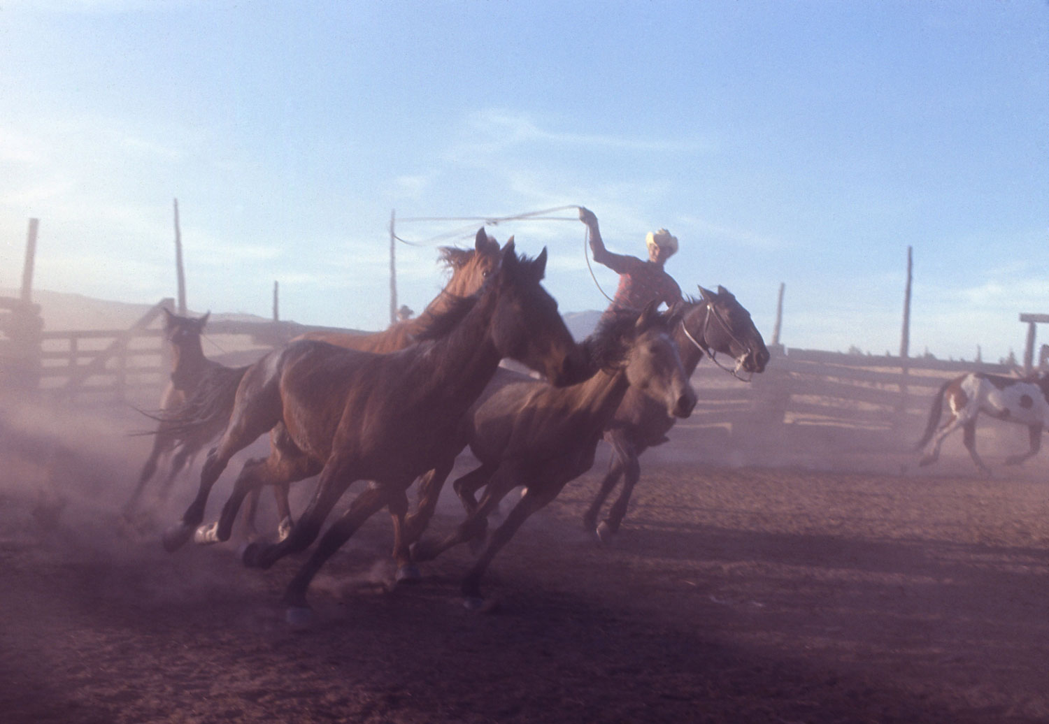 Mustangs on a ranch being lassoed for branding, 1968.