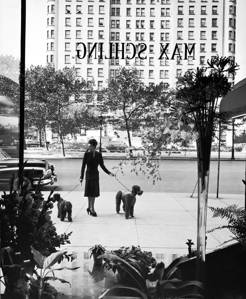 A woman walks her poodles along the sidewalk on Fifth Avenue in October 1942.