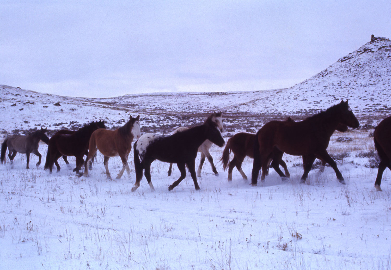 Mustangs in the snow, 1968.