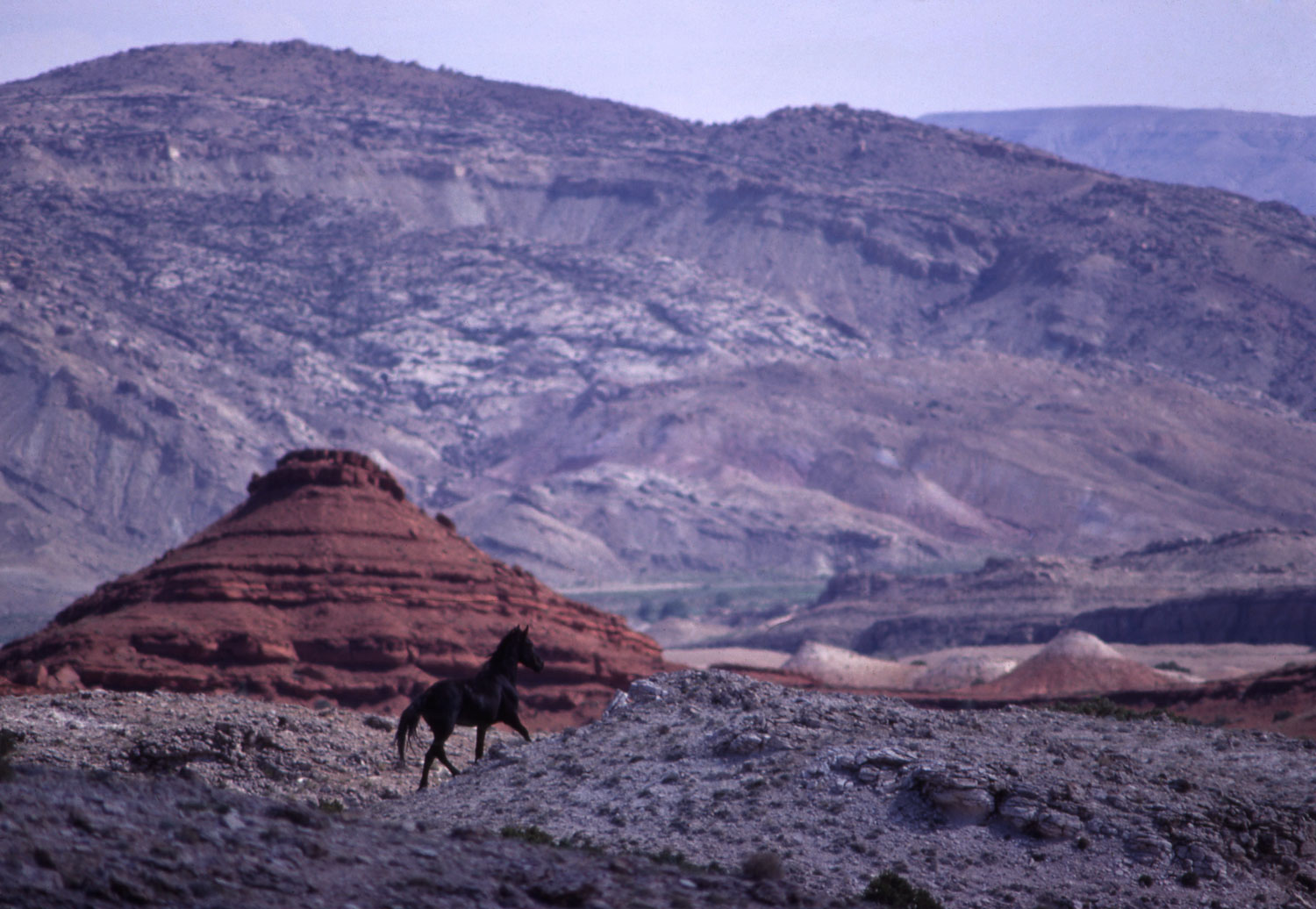 Mustang in the wild, 1968.