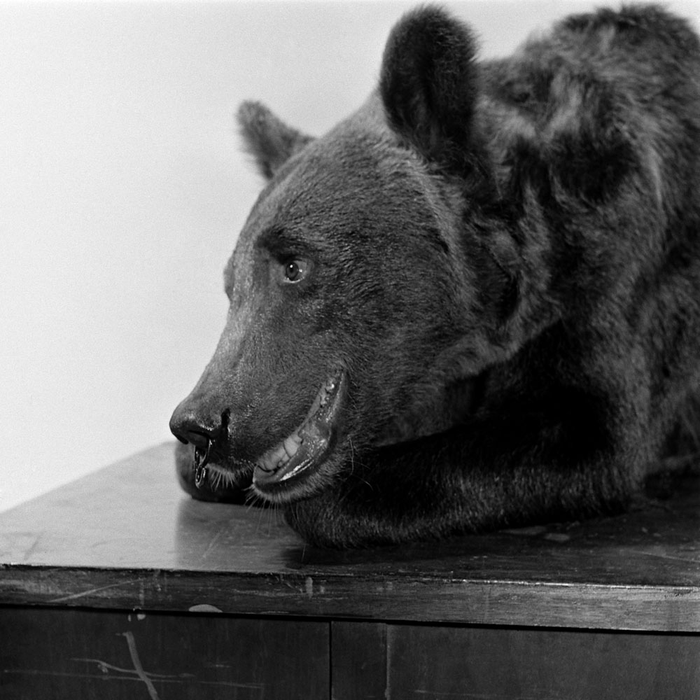 Rosie the bear, 1946.