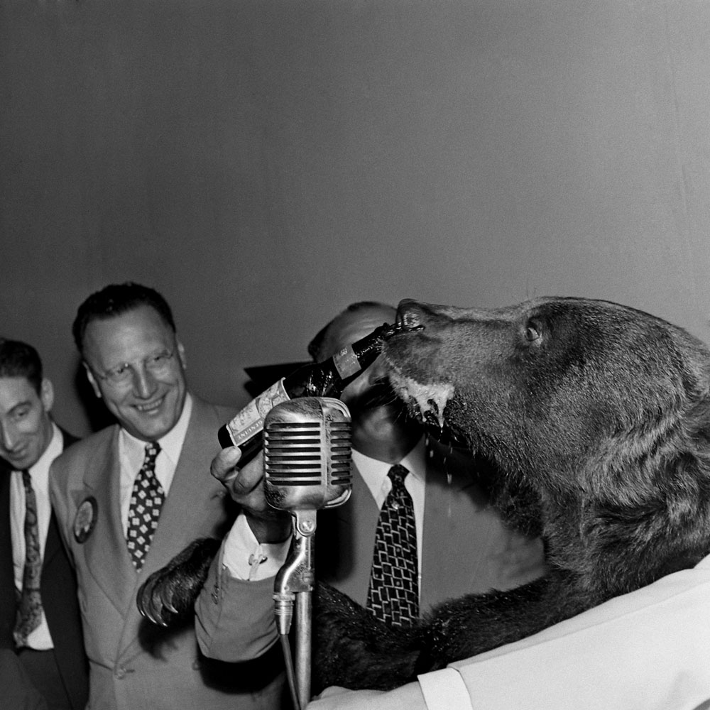 Rosie the bear drinks beer, 1946.