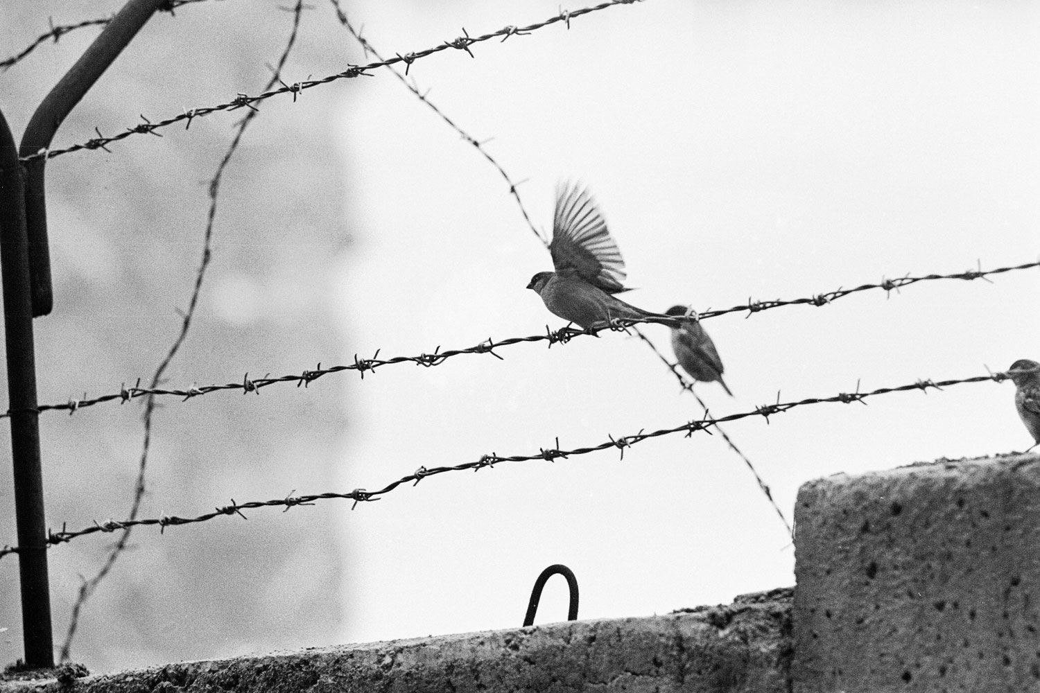 Birds rest on barbed wire atop the Berlin Wall
