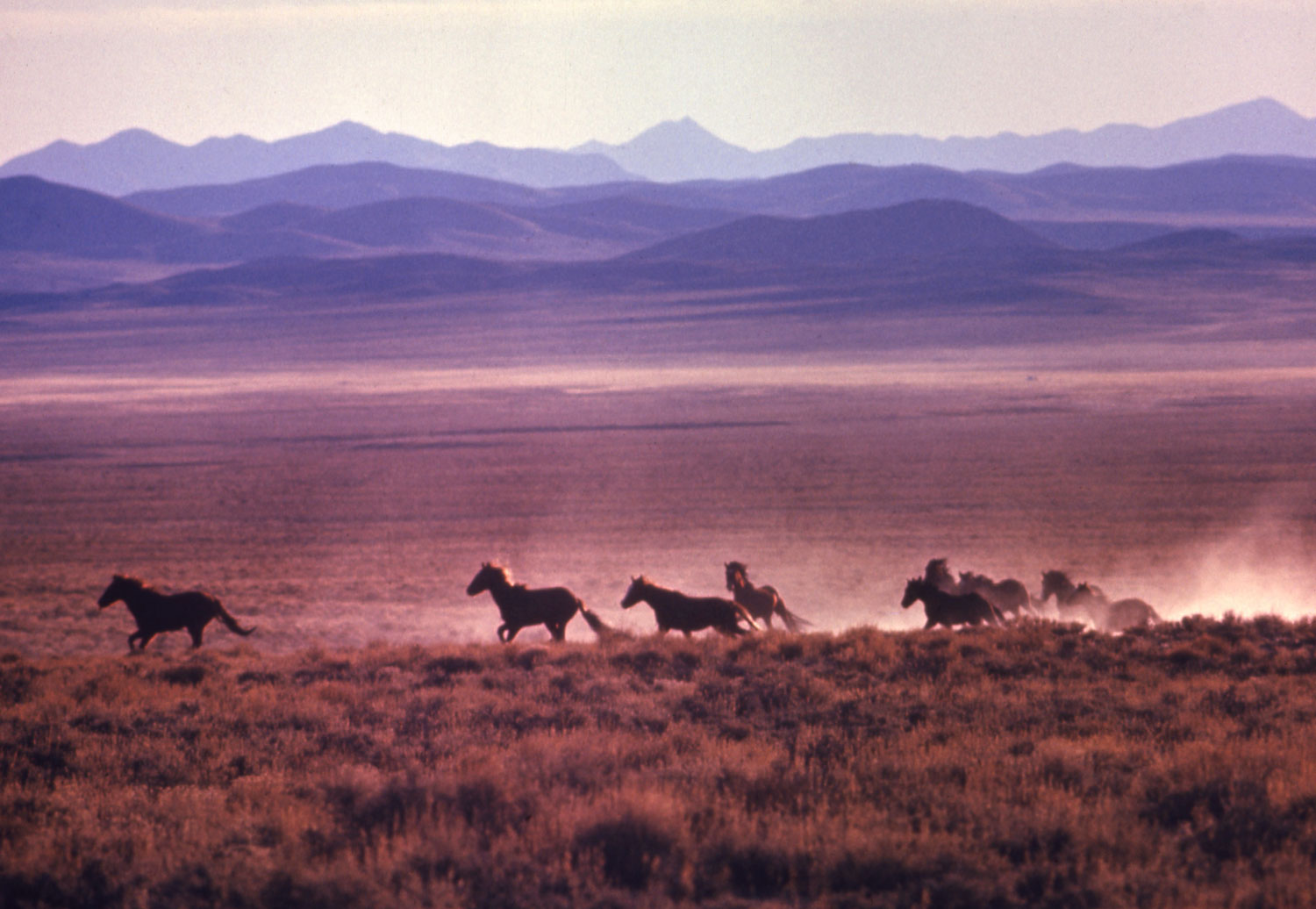 Mustangs race across the Nevada sage, 1968.