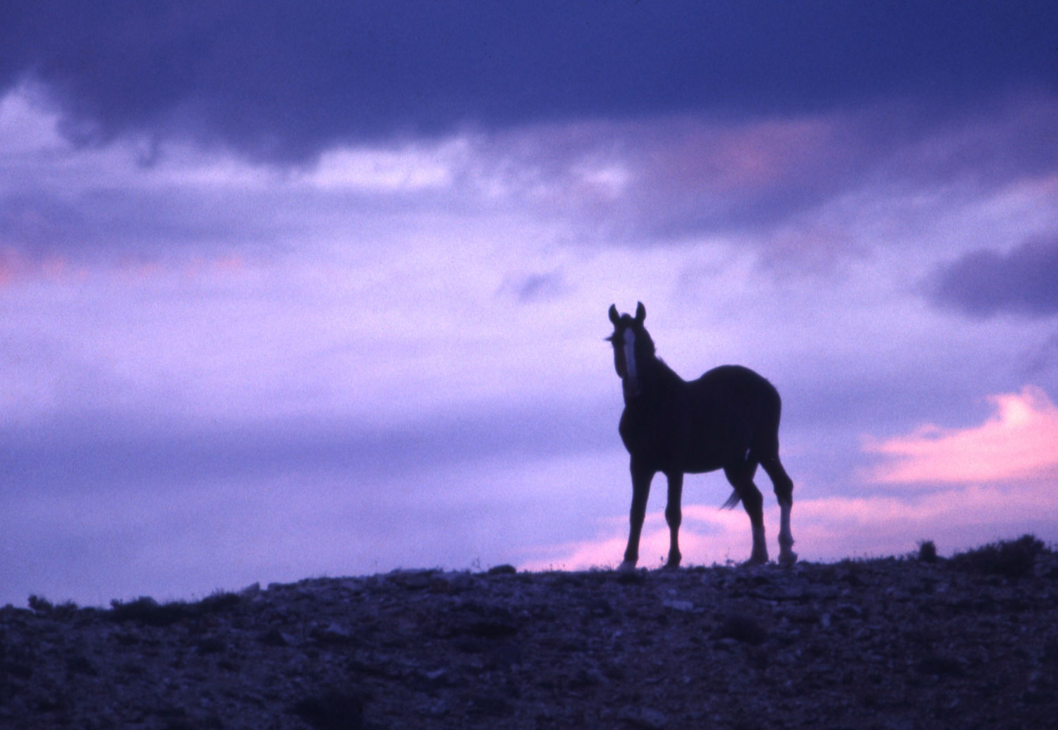Mustang, American West, 1968.