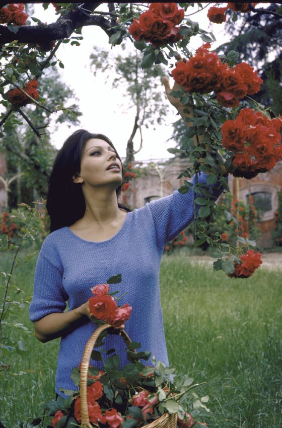 Sophia Loren picks flowers at her Italian villa she shared with producer Carlo Ponti in 1964.