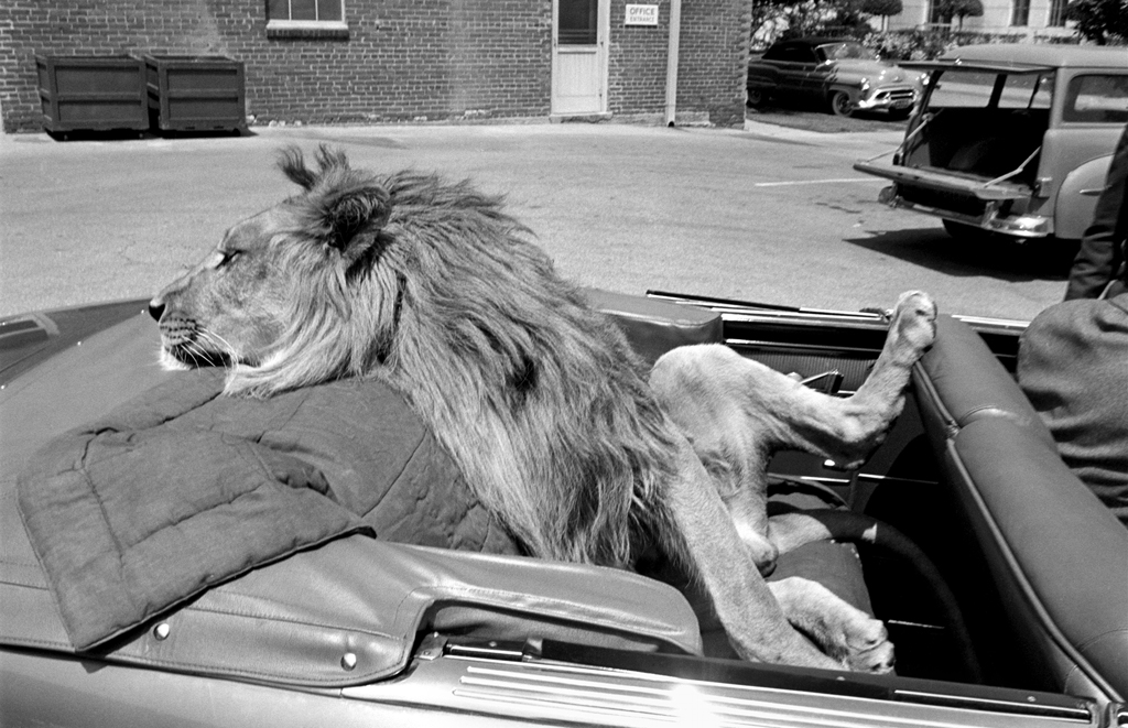 Fagan the lion on the MGM lot, 1951.