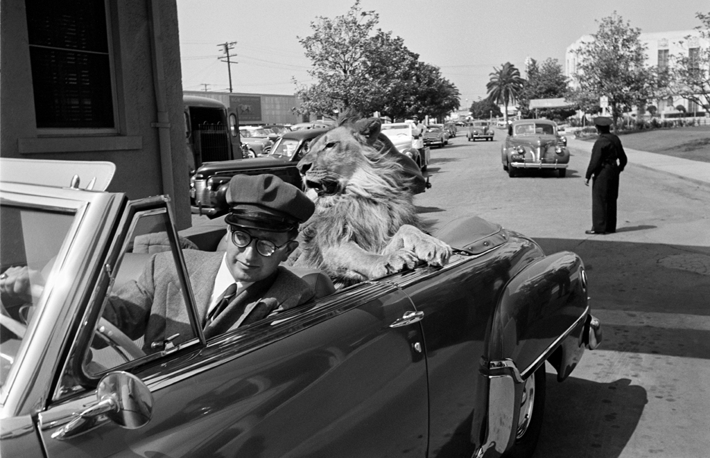 Fagan the lion on the MGM lot, 1951.