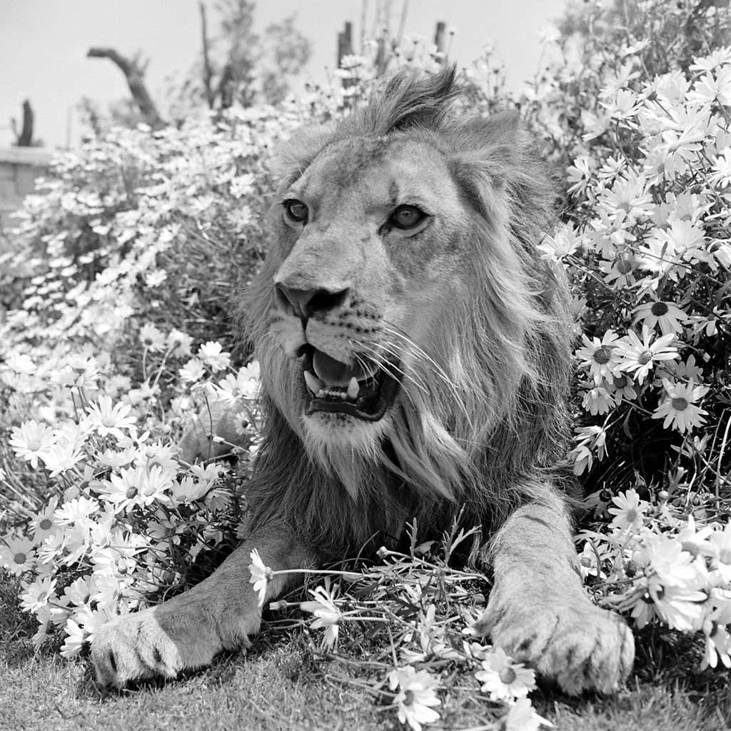 Fagan the lion on an MGM set, 1951.