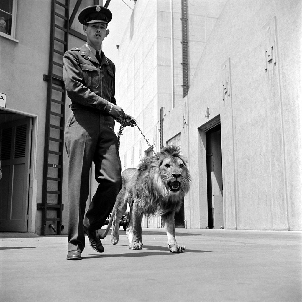 Owner Floyd Humeston leads Fagan the lion to the camera department for a posing test, 1951.