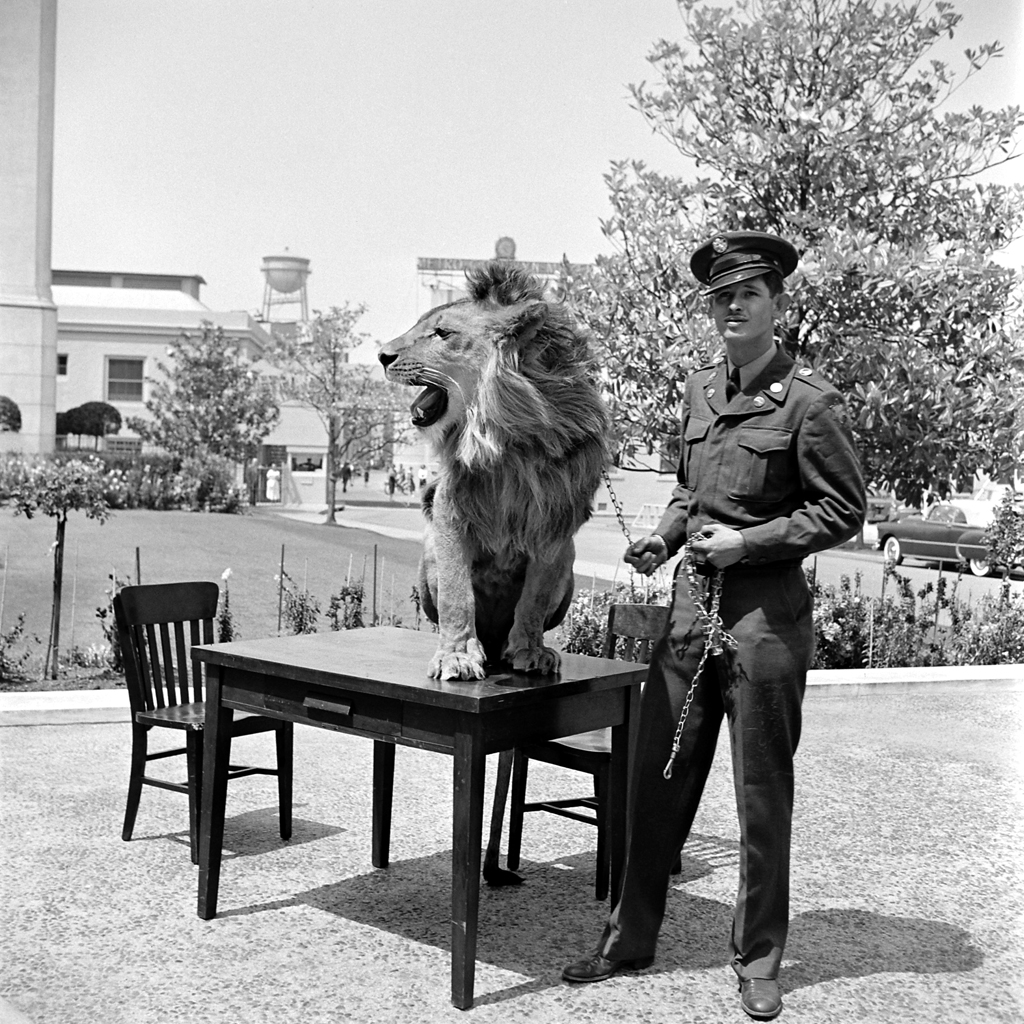 Floyd Humeston and Fagan the lion outside the Thalberg Building, Hollywood, 1951.