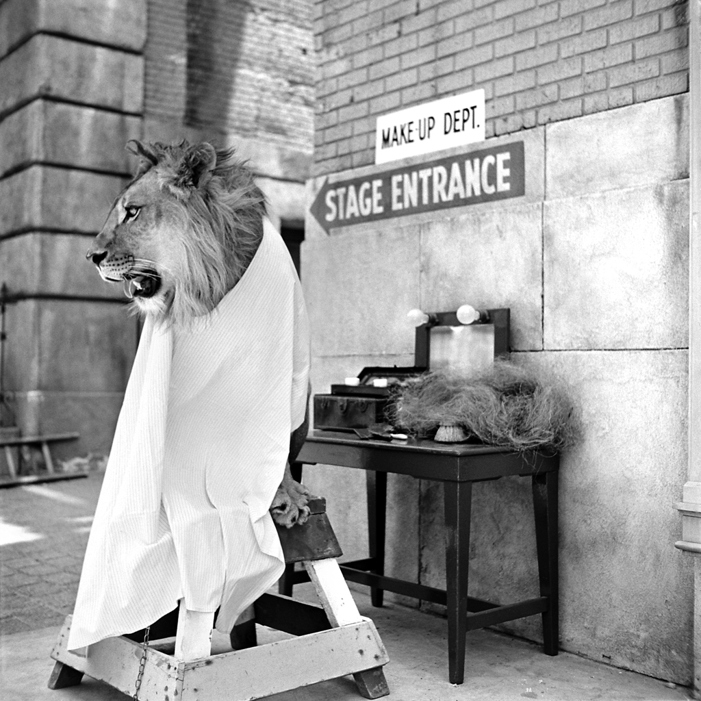 Fagan the lion, ready for his makeup, 1951.