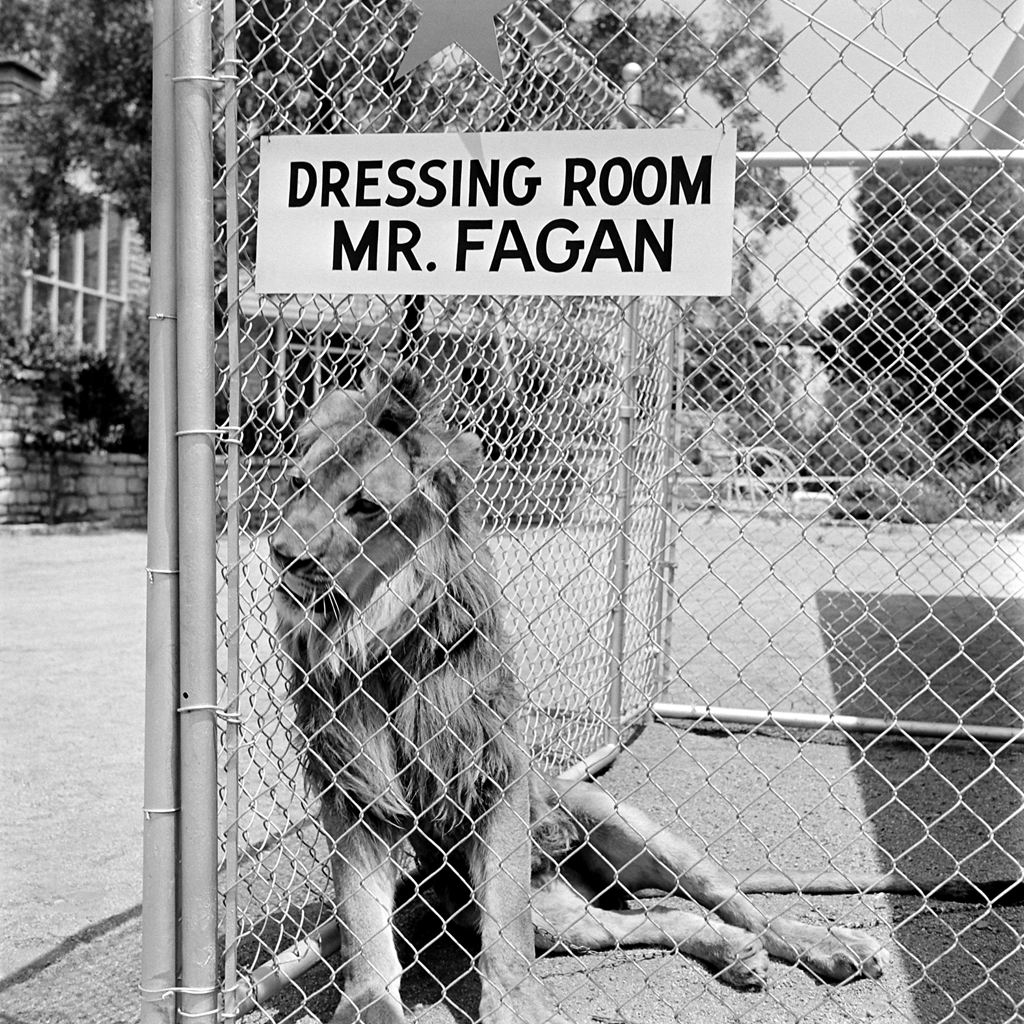 Fagan the lion in his "dressing room" in 1951.