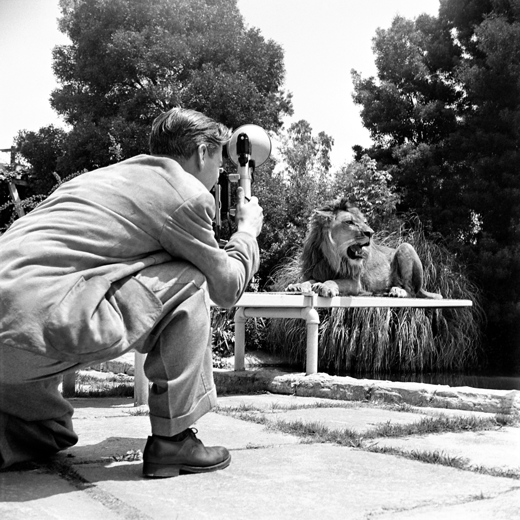 A photographer shoots publicity photos of Fagan the lion, 1951.