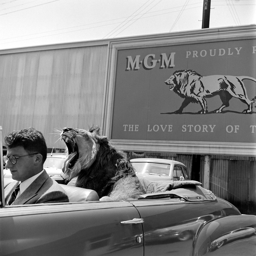 Fagan the lion with movie producer Sidney Franklin, 1951.