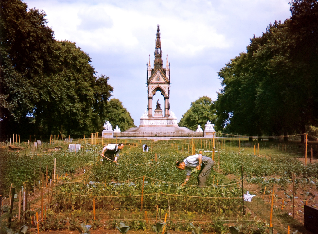 Britons work a "victory garden" in the midst of World War II, 1940.