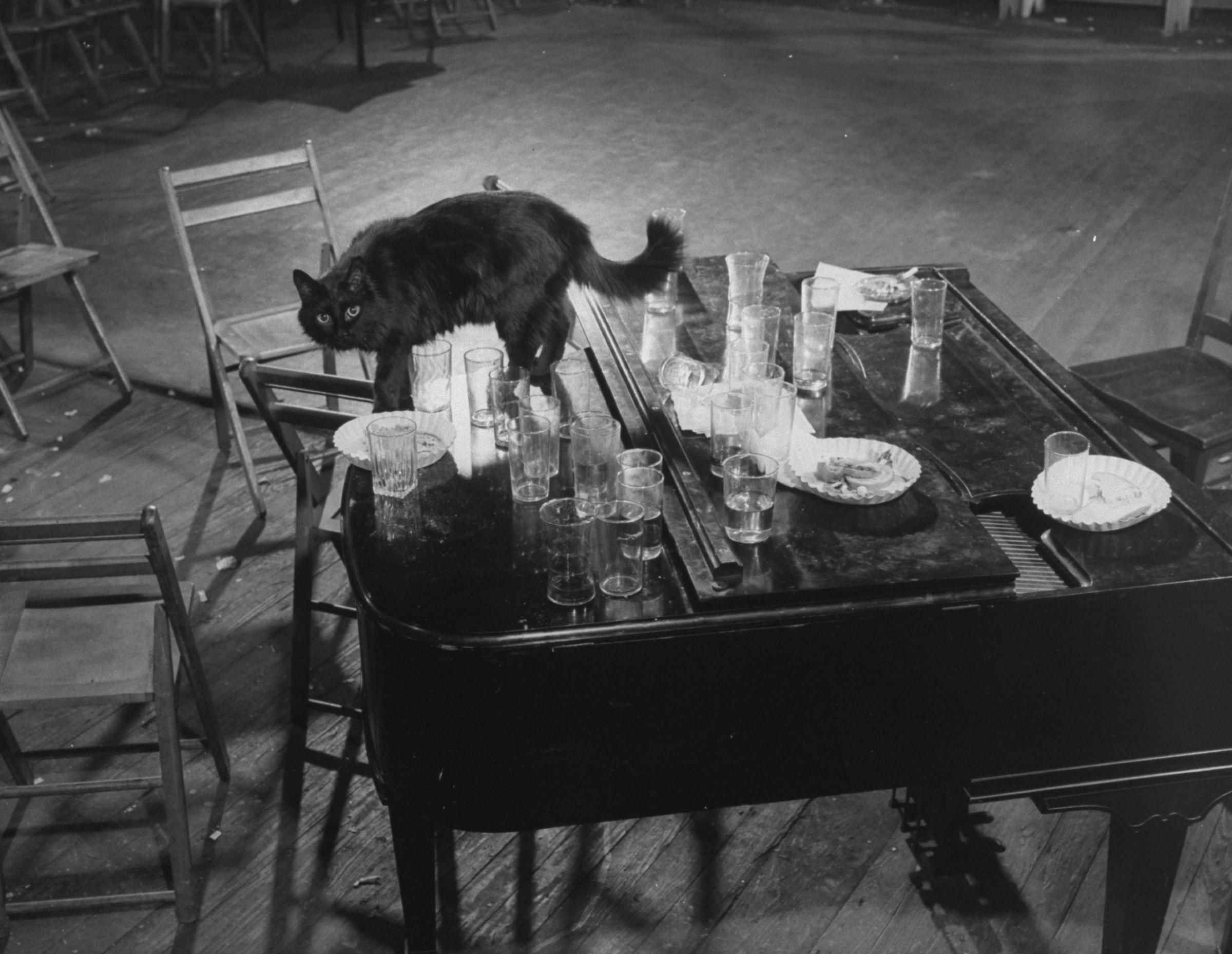 Gjon Mili's cat Blackie steps gingerly among empty glasses left on top of the piano after an all-night jam session at his (Mili's, not the cat's) studio, 1942.