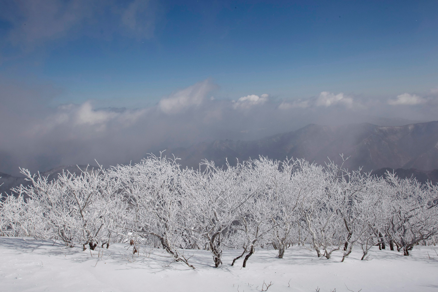 Feb. 19, 2012. Snow covered trees are seen in the Duckyu mountains, South Korea.