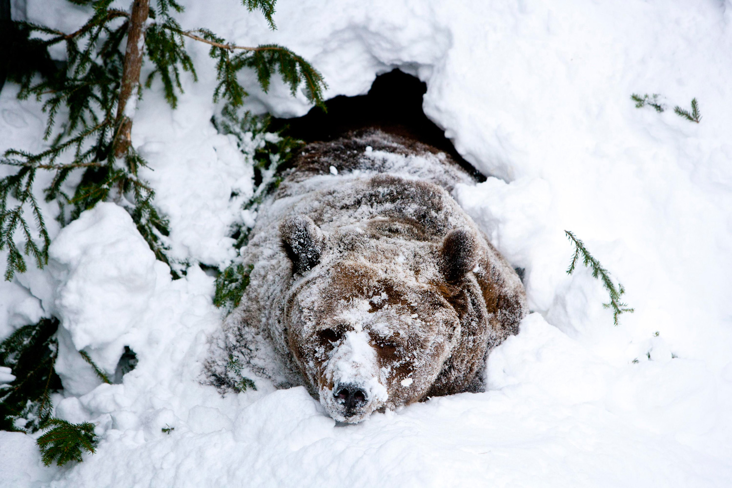 Feb. 23, 2012. Palle-Jooseppi, a male brown bear at Ranua Zoo, wakes up after winter hibernation in Ranua, Finland.