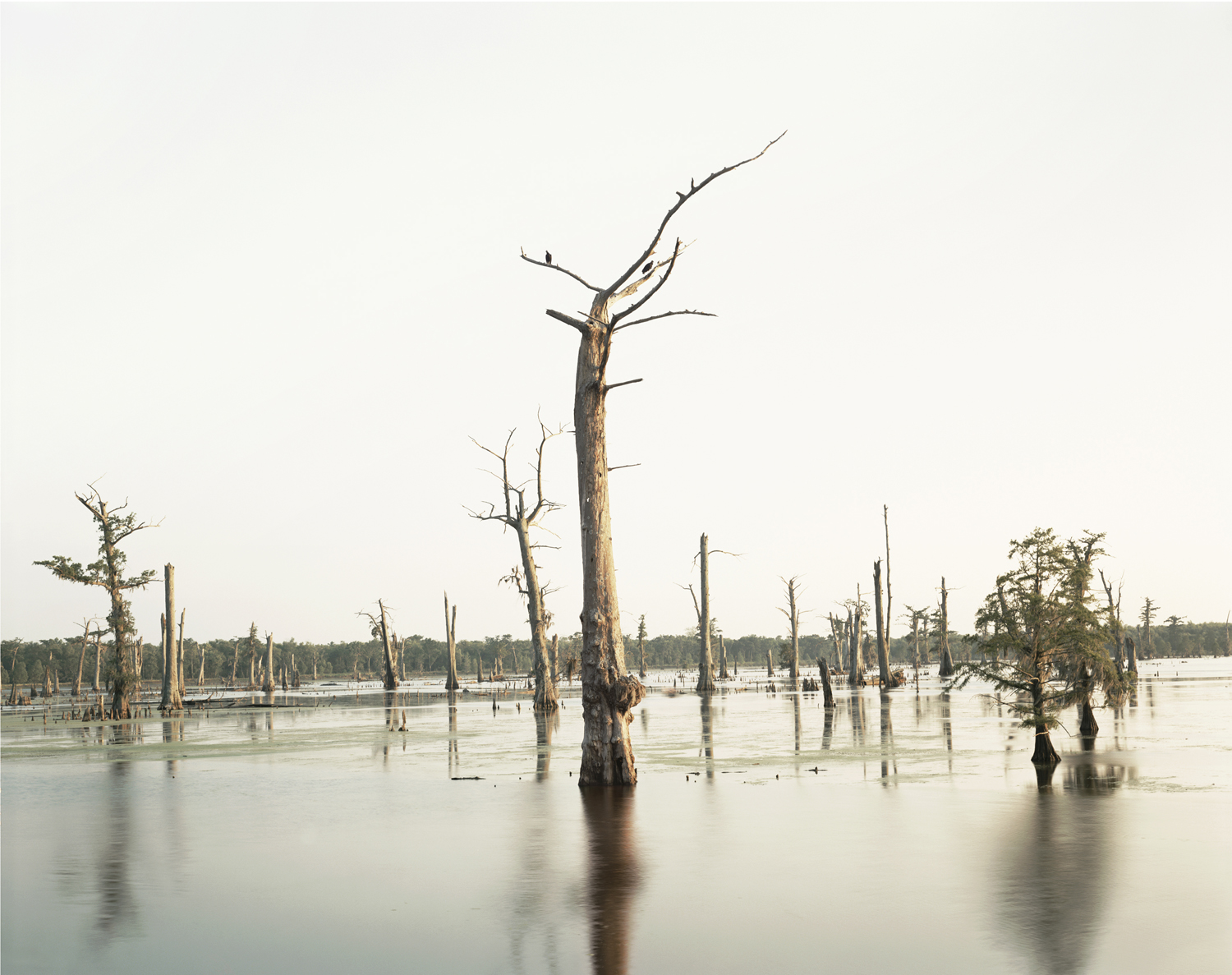 Cypress Swamp, Alligator Bayou, Prairieville, Louisiana, 1998