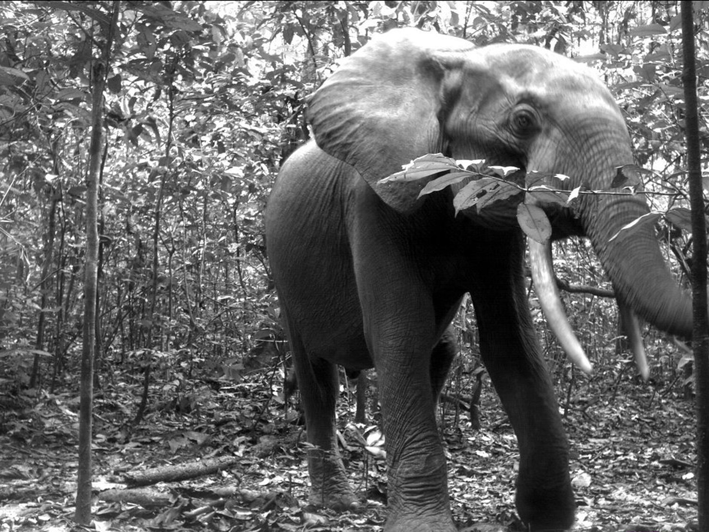 Loxodonta cyclotis: African forest elephantNouabalé-Ndoki National Park, Congo