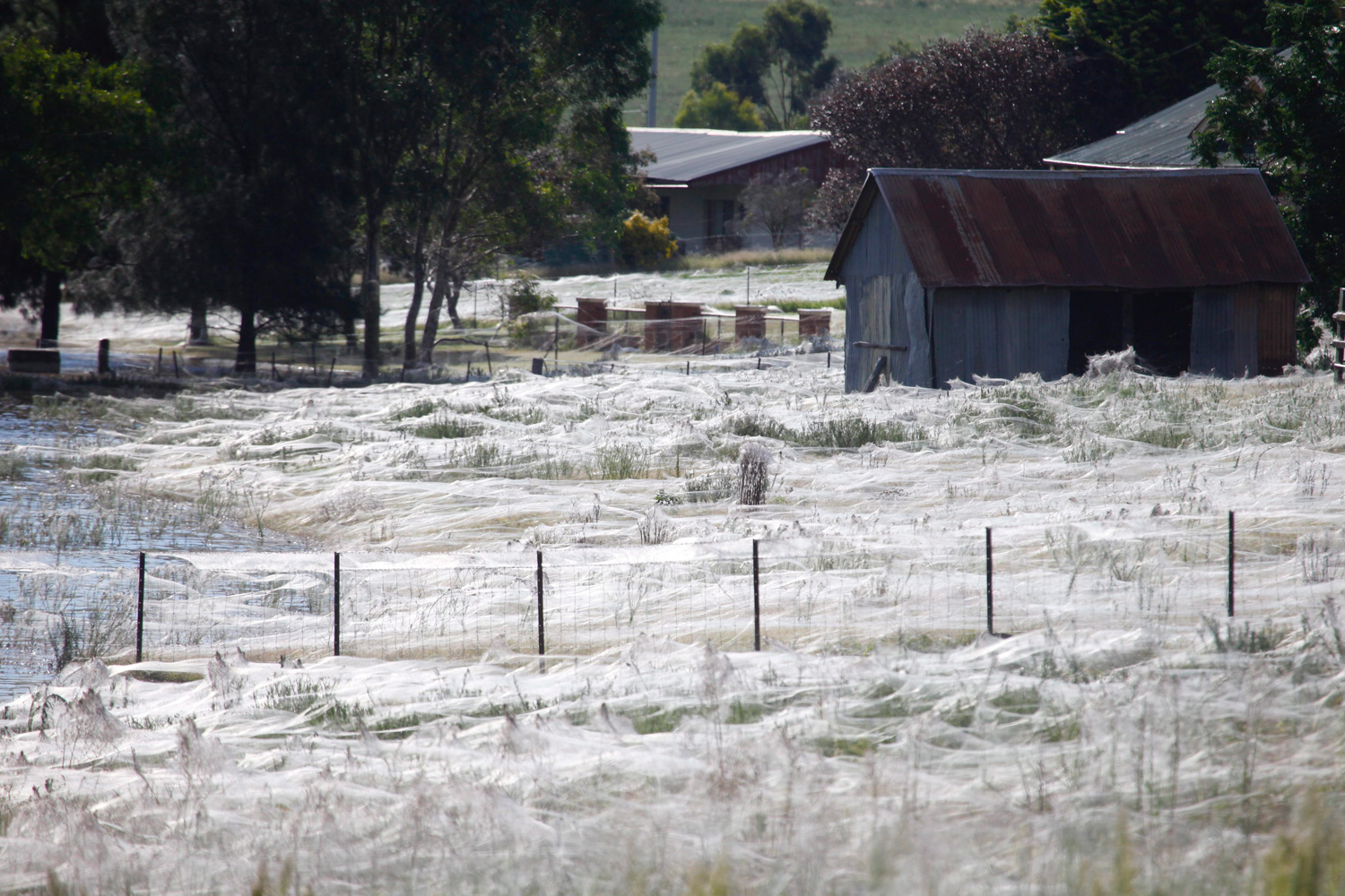 March 6, 2012. Thousands of spiders build new spider webs after flood waters forced them to move to higher grounds in Wagga Wagga, New South Wales, Australia.
