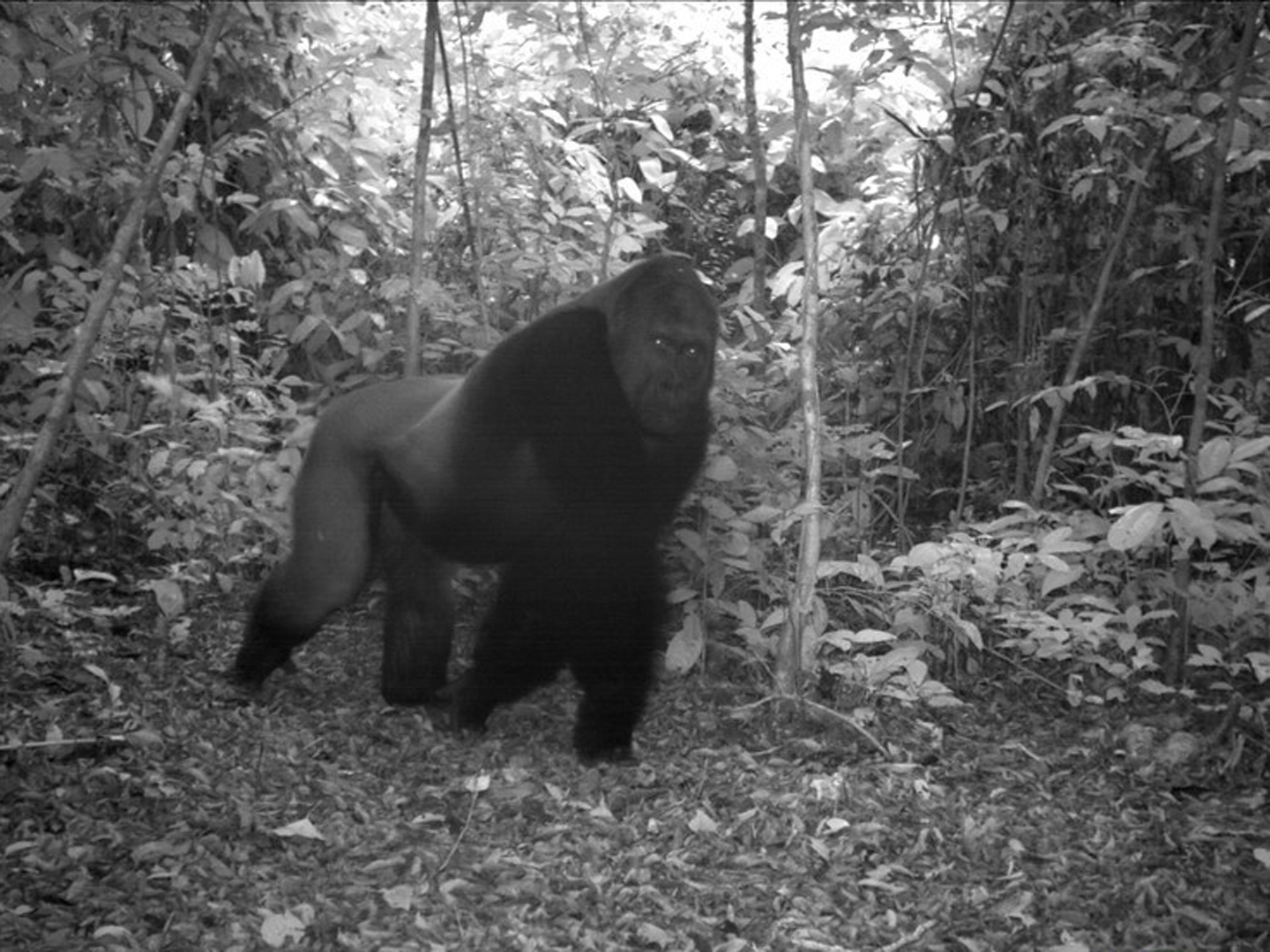 Gorilla gorilla: GorillaNouabalé-Ndoki National Park, Congo