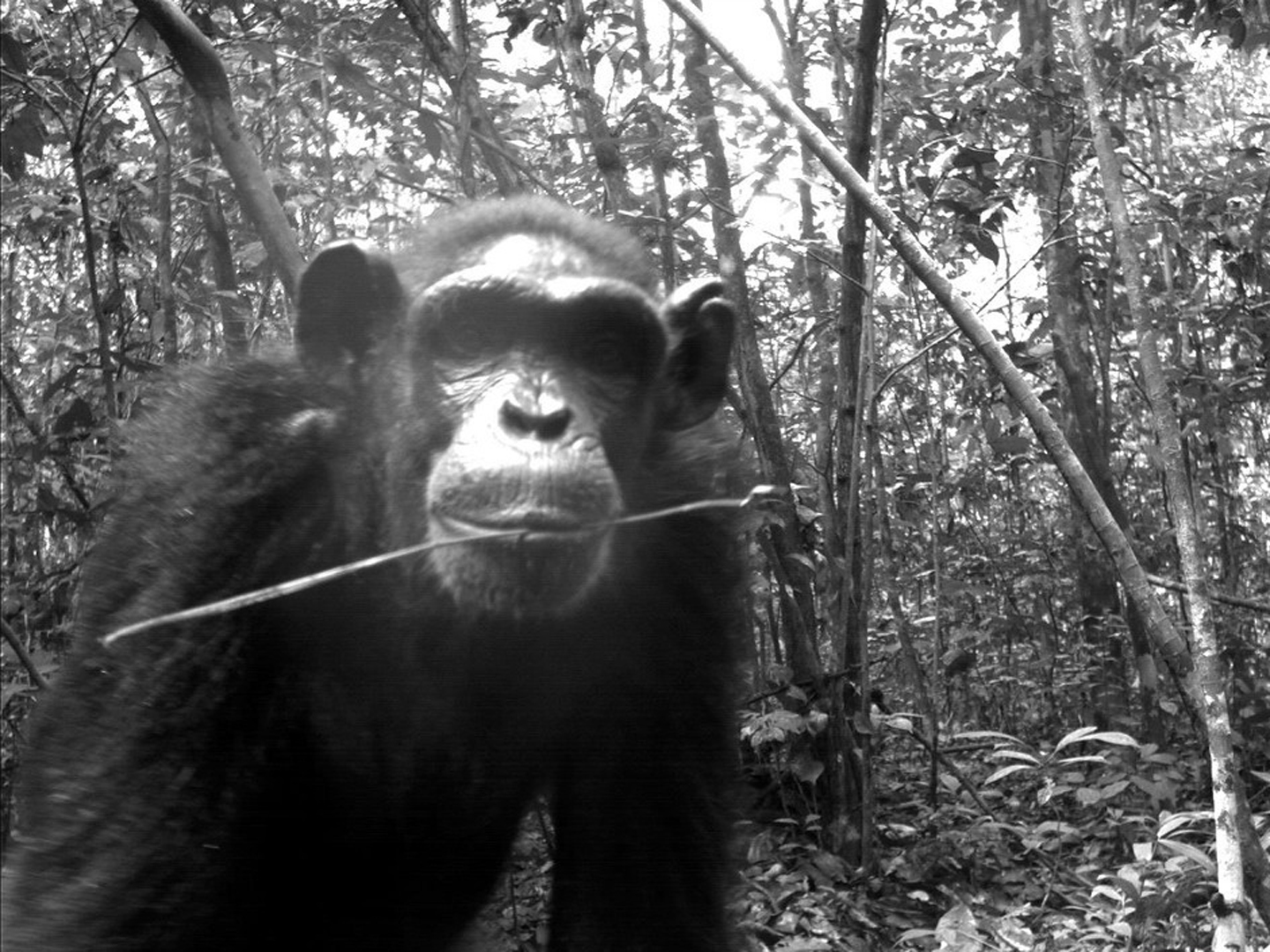 Pan troglodytes: ChimpanzeeNouabalé-Ndoki National Park, Congo