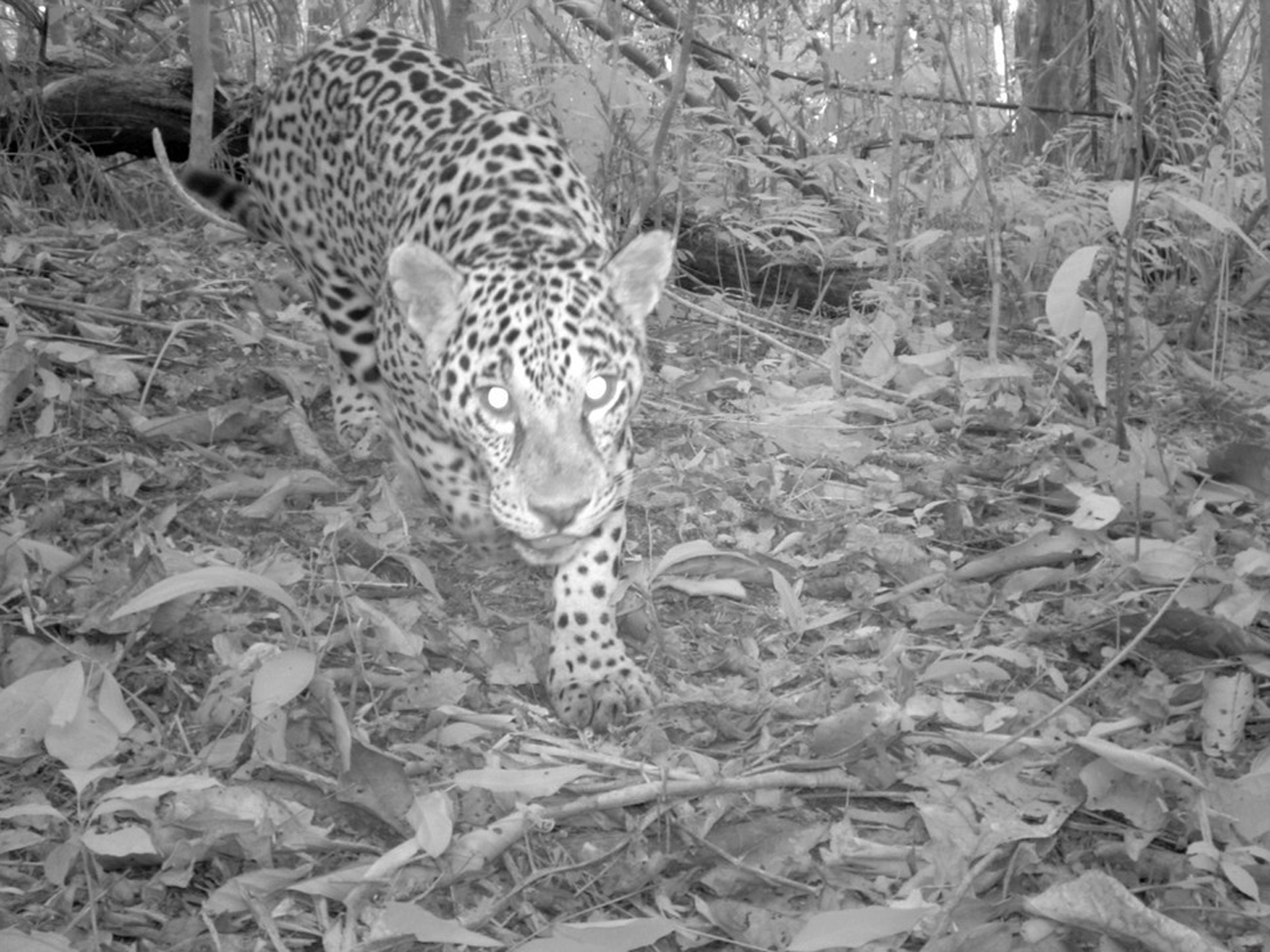 Panthera onca: JaguarCocha Cashu, Manu National Park, Peru