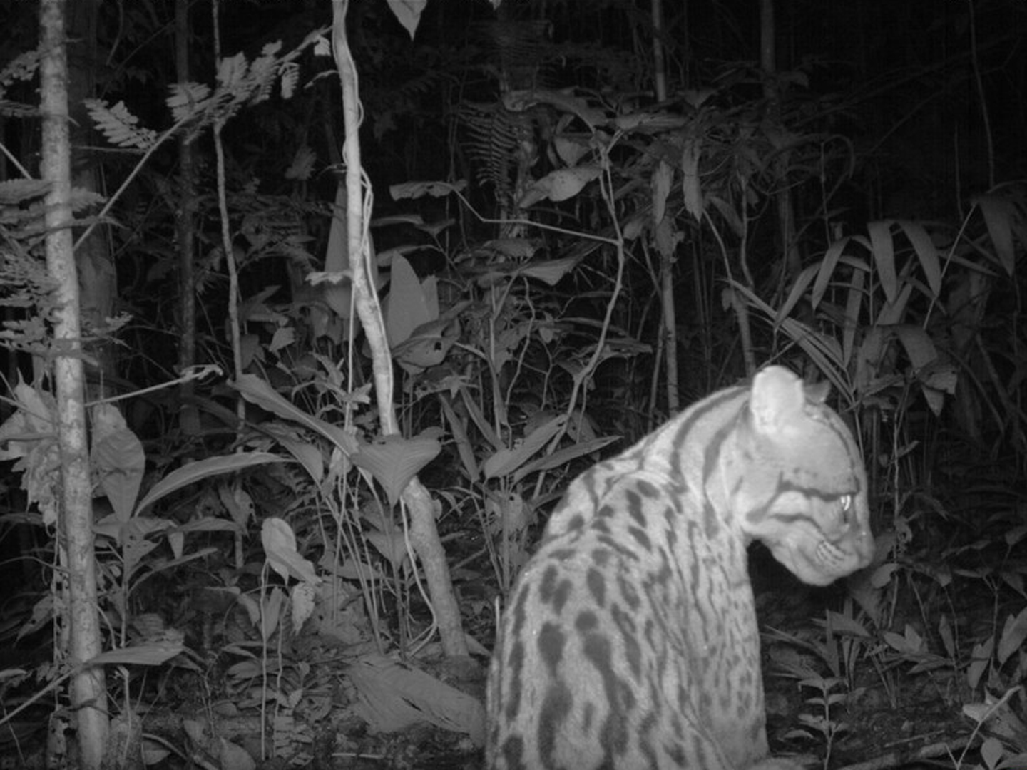 Leopardus pardalis: Ocelot
                              Yasuni, Yasuni National Park and Biosphere Reserve, Ecuador