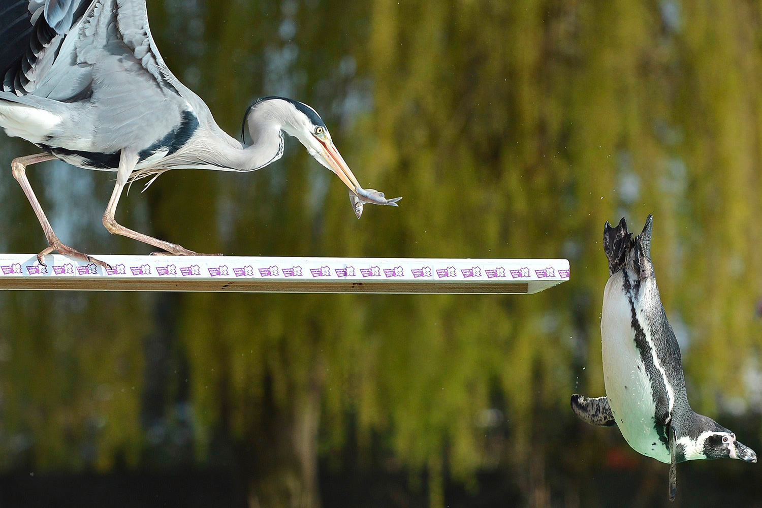 March 29, 2012. A Humboldt Penguin dives off a board as a heron takes a fish at London Zoo in London.