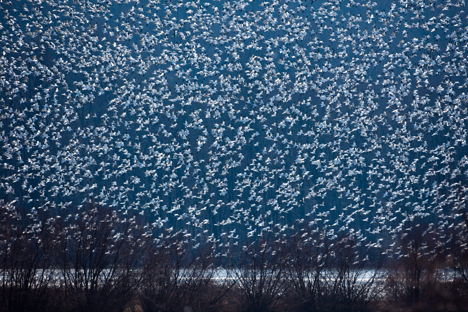 March 7, 2012. Snow geese, estimated some 30,000 strong, take off from the Middle Creek Reservoir near Kleinfeltersville, P.A.