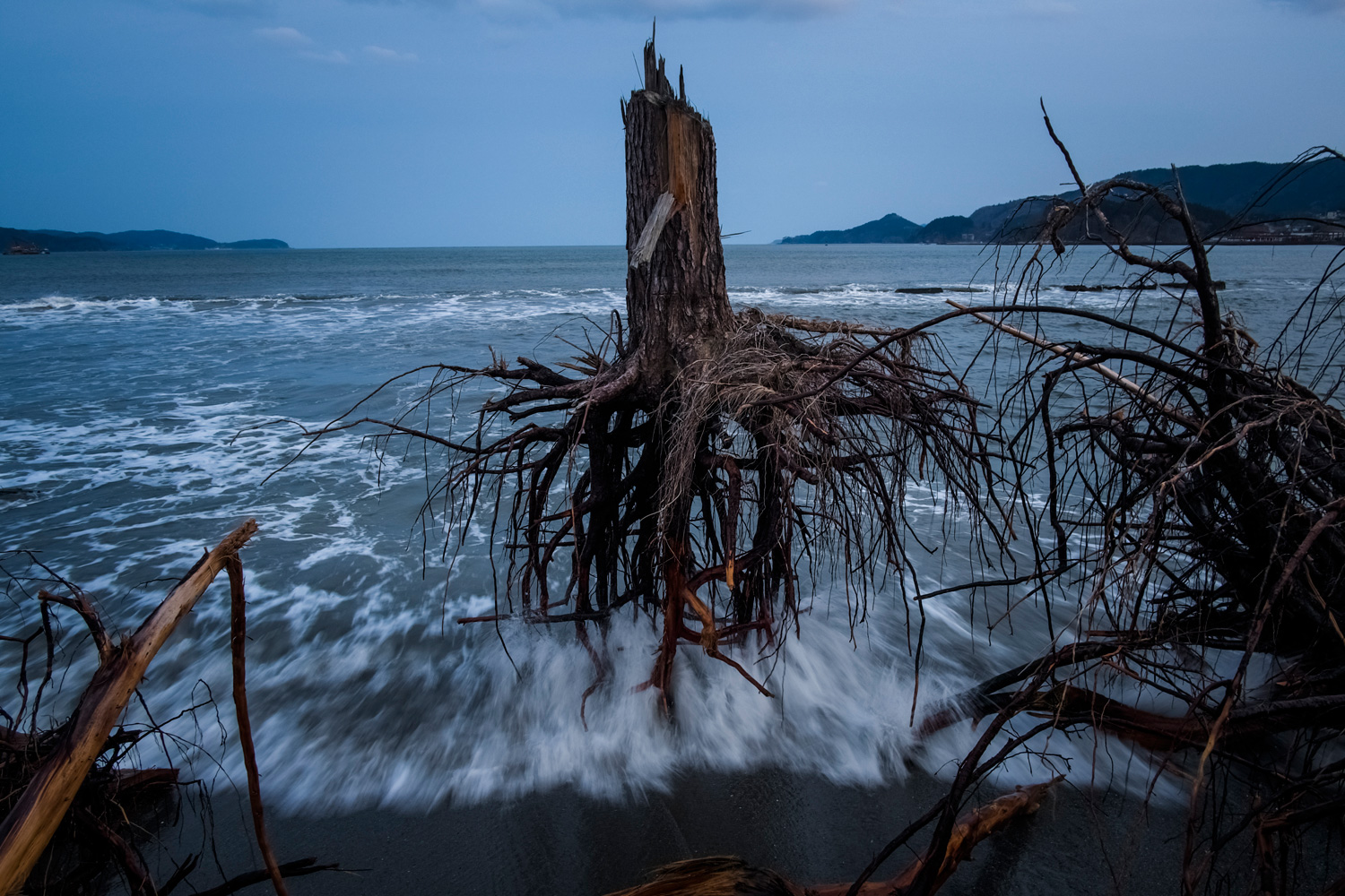 March 7, 2012.  Pine trees, uprooted during last year's tsunami, lay strewn over the beach in Rikuzentakata, Japan.