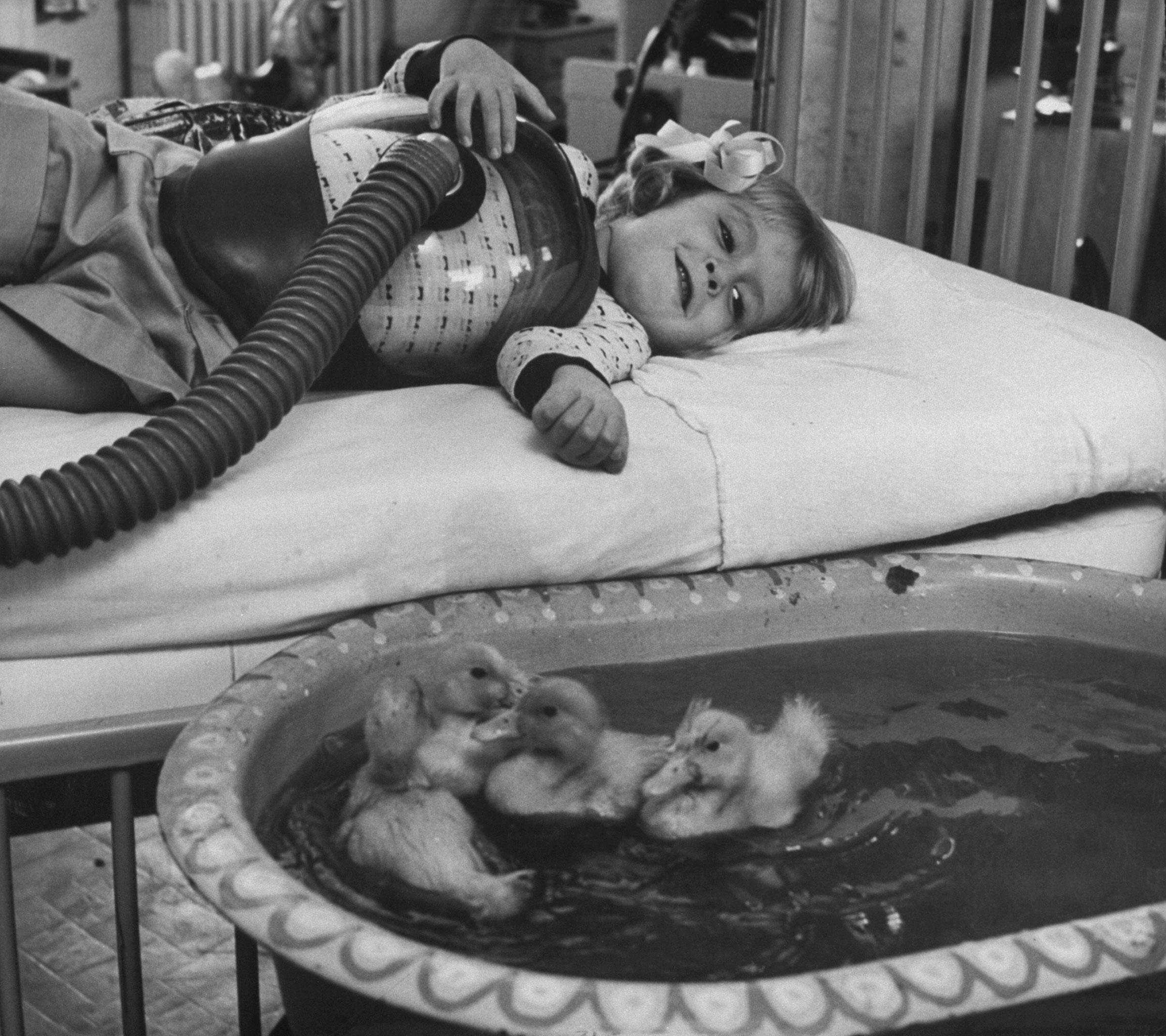 A little girl receiving tests gazes into pool containing baby ducks — an early use of animals as part of medical therapy, 1956.