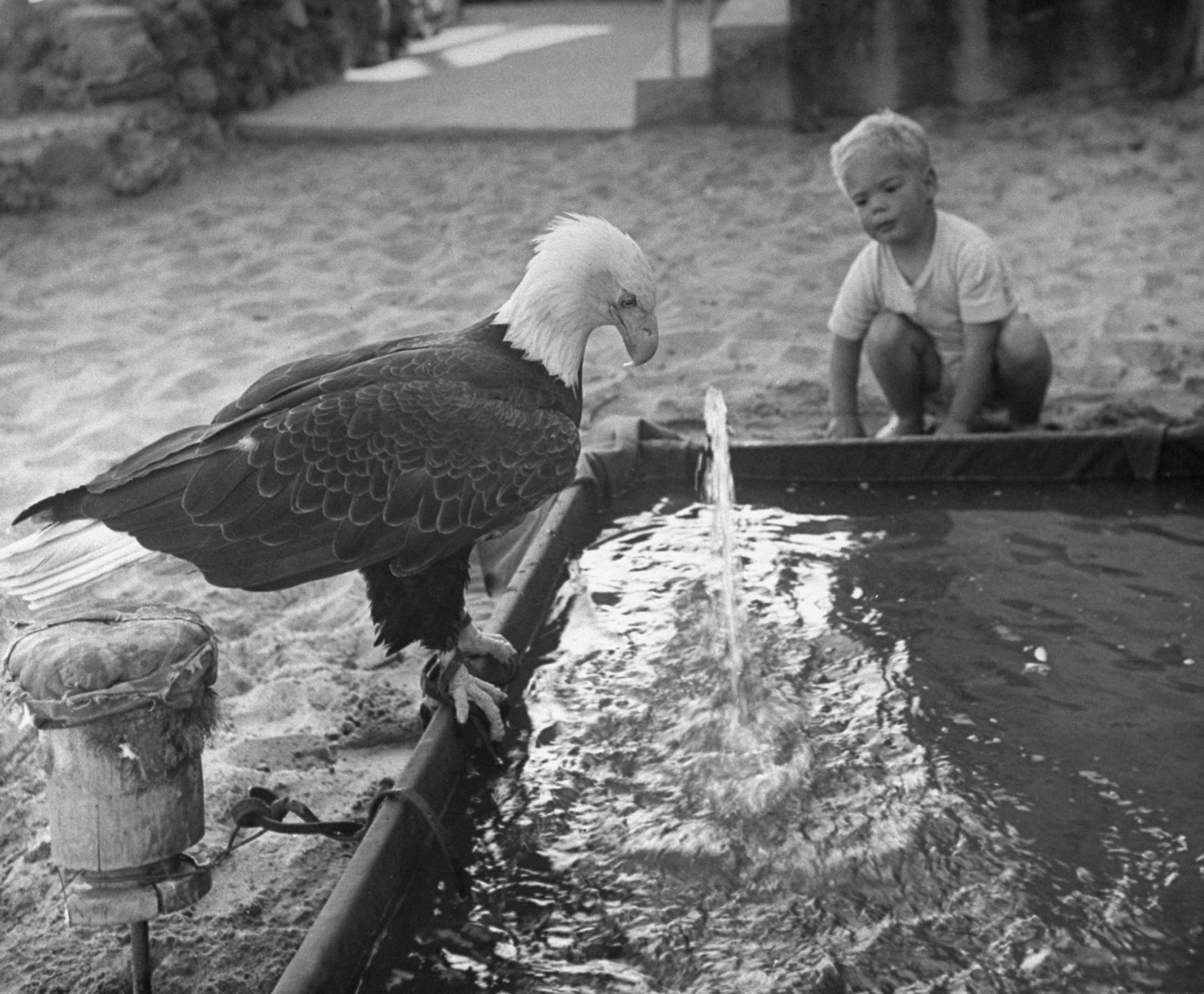 A Bald Eagle's bath in 1949 California.