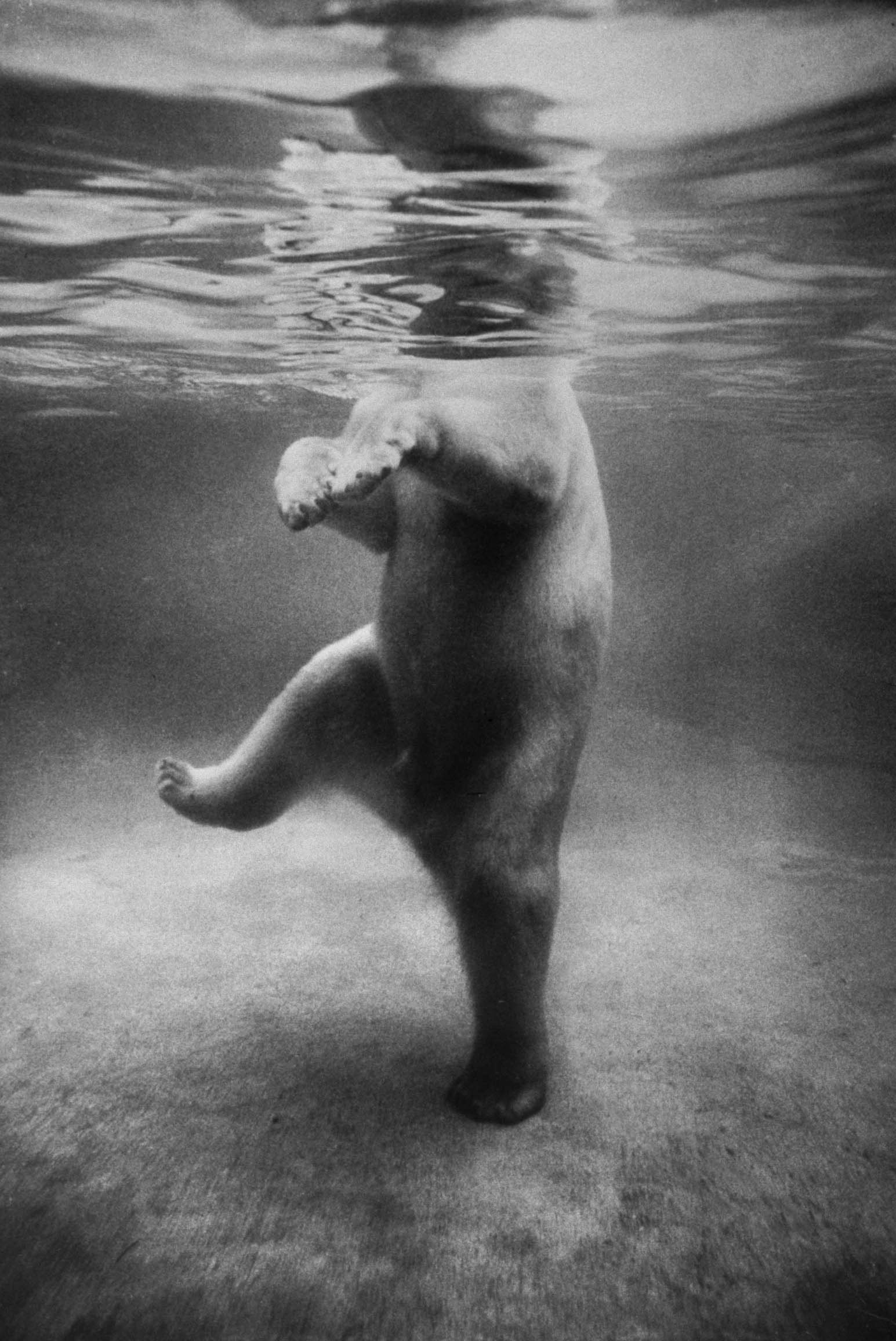 A polar bear seen underwater at a London zoo in 1967.